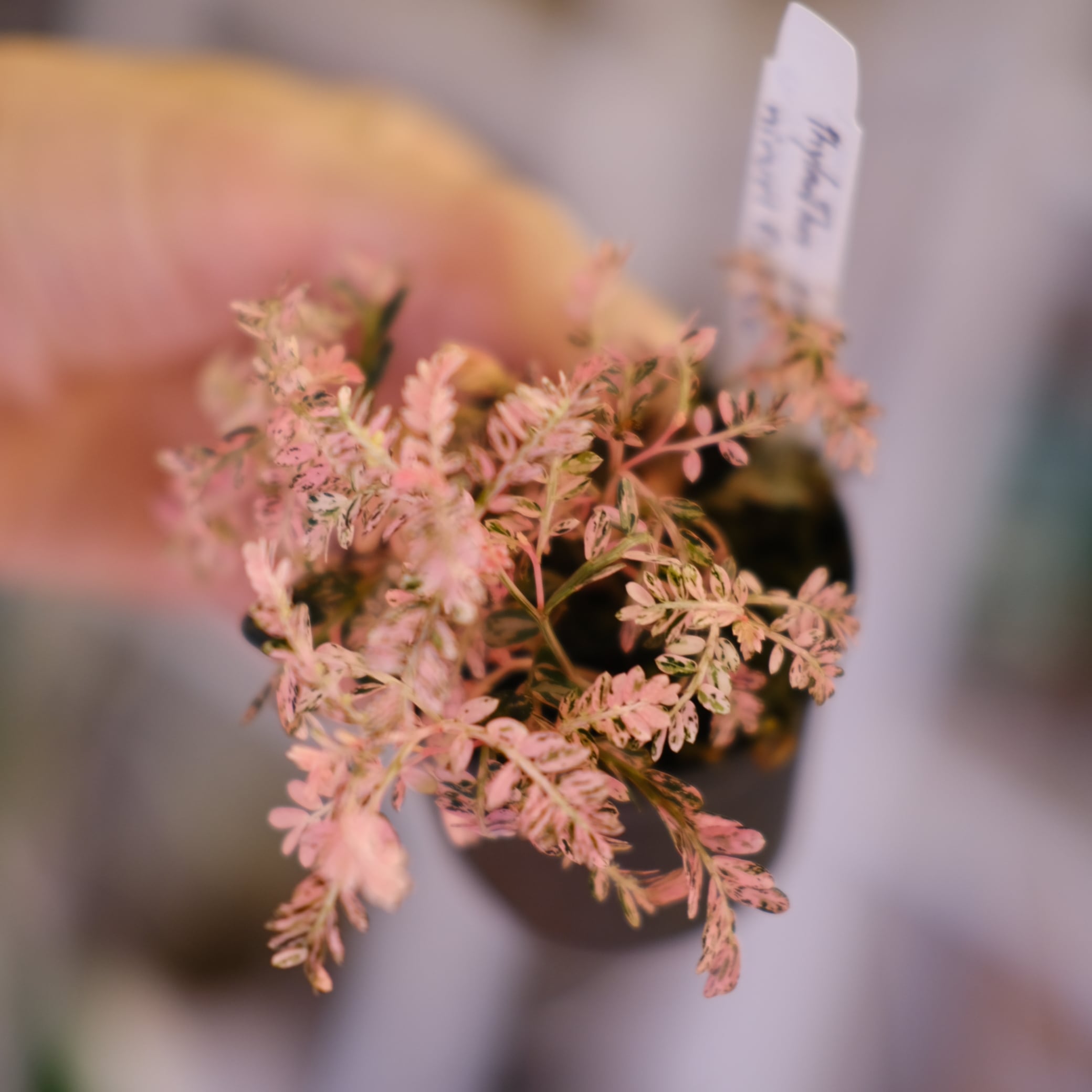 Phyllanthus urinaria 'Pink Variegated'│フィランサス・ウリナリア
