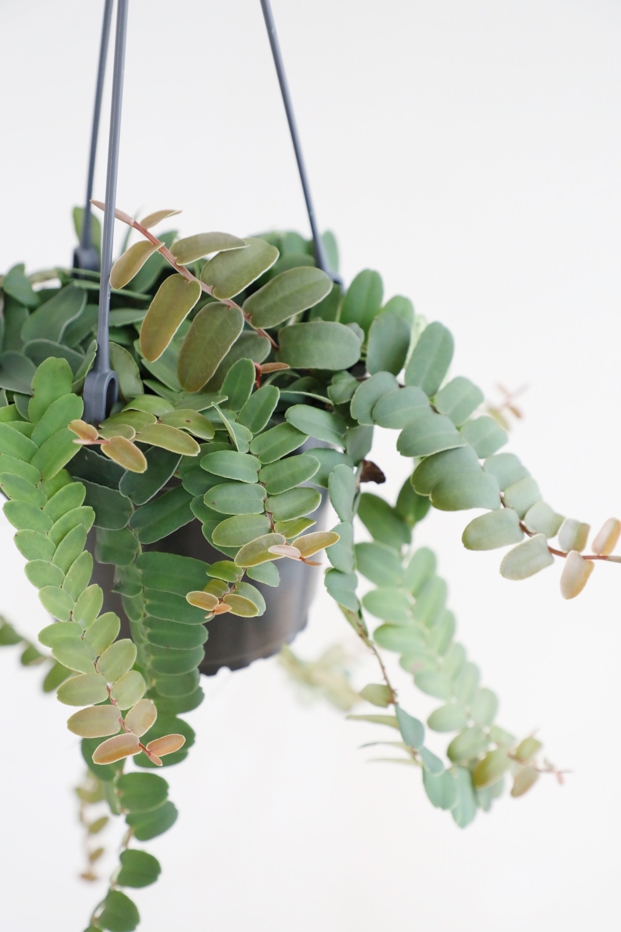 【M】マルクグラフィア ウンベラータ/Marcgravia umbellata