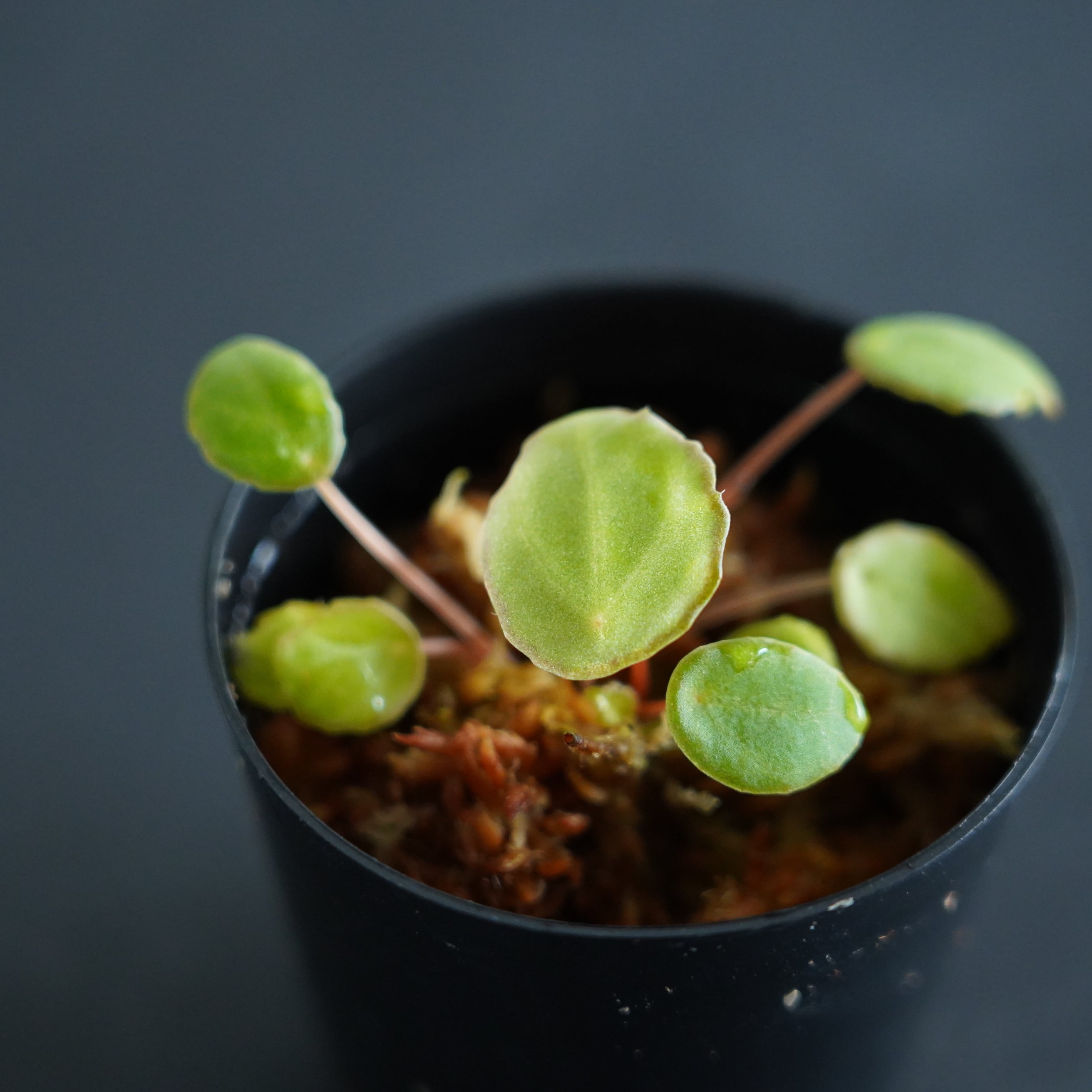ベゴニア スカピゲラ Begonia scapigera｜苔テラリウム作製用素材 ◇L