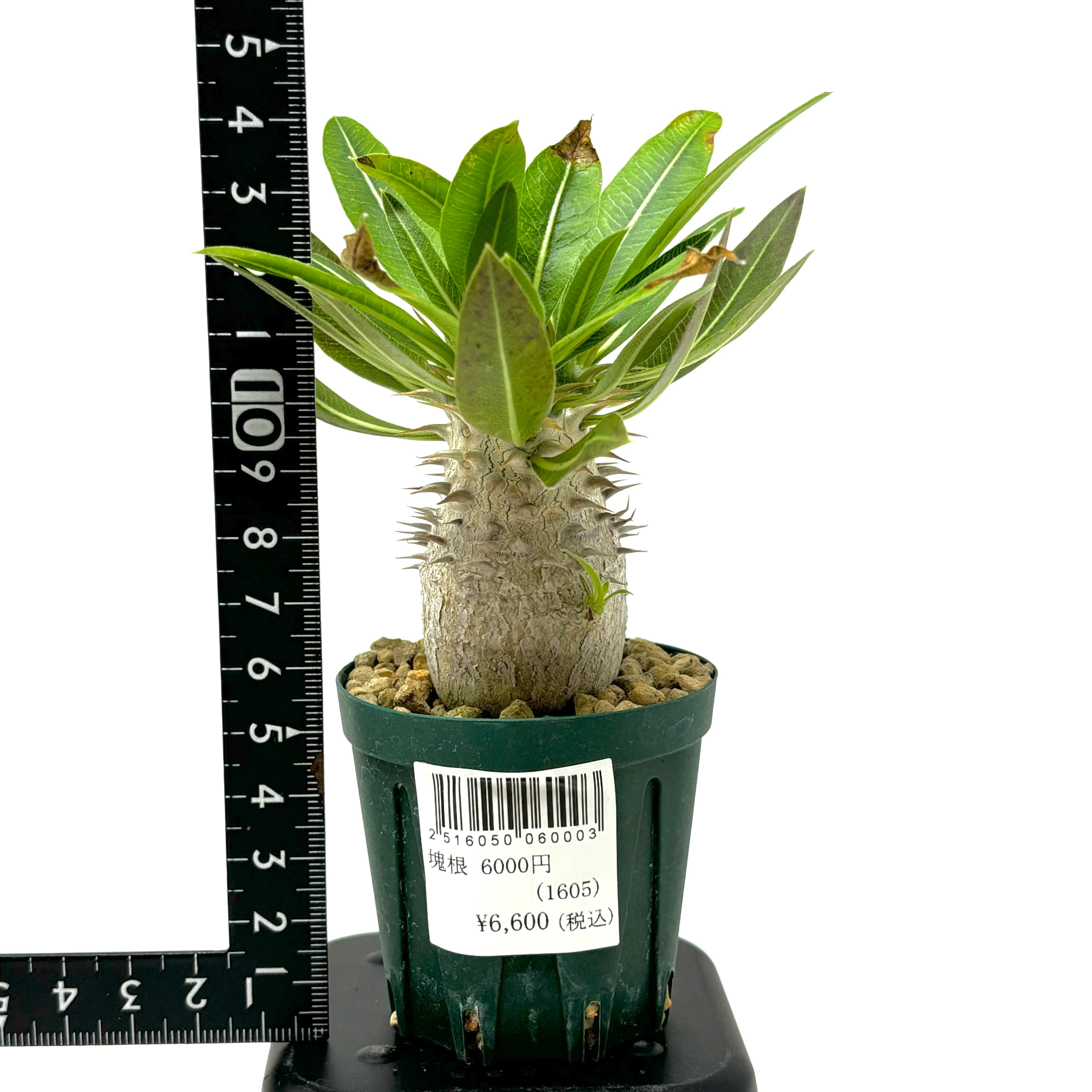 エブレネウム 2961 「塊根植物」パキポディウム エブレネウム 植え【発根