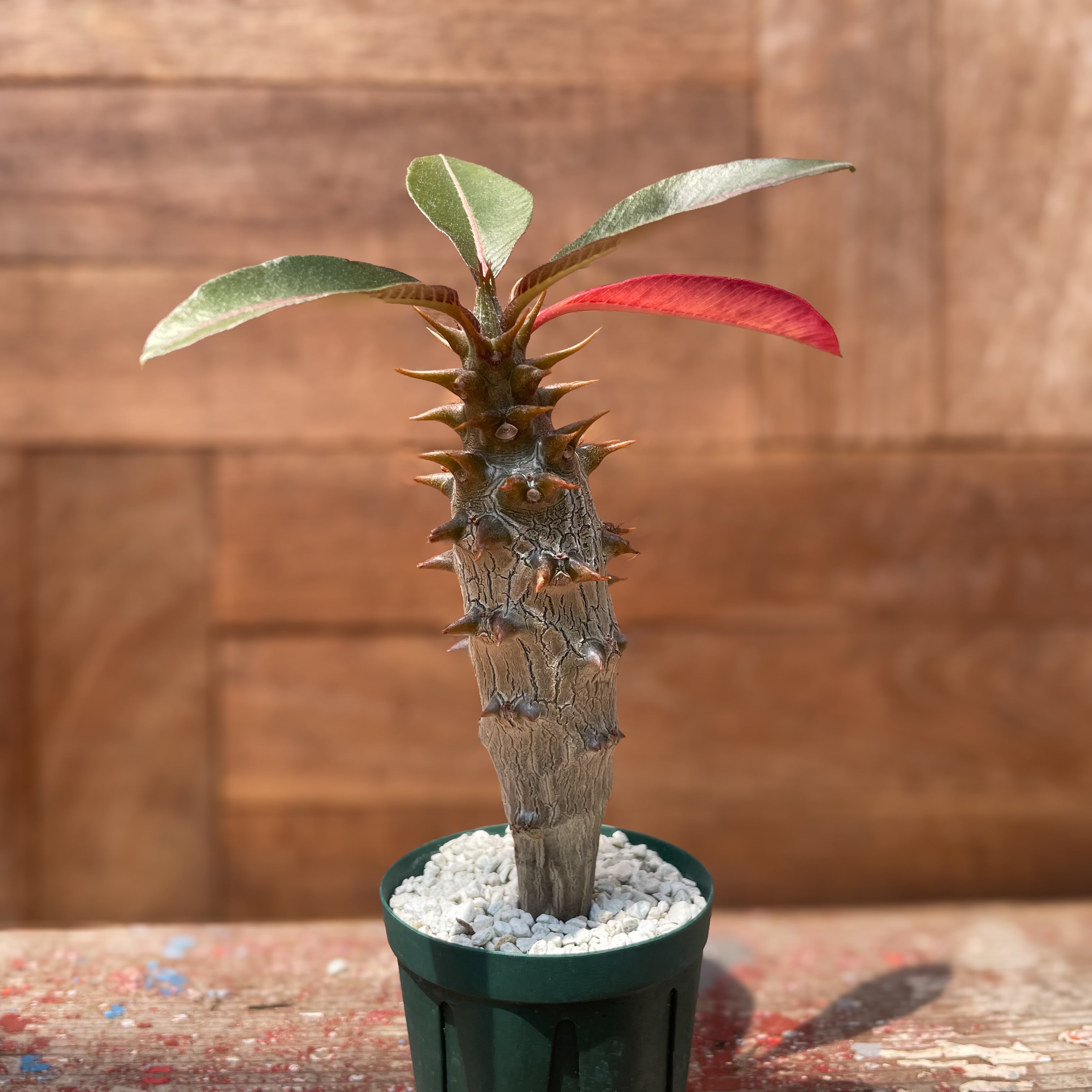 Pachypodium baroniik【パキポディウム・バロニー・実生】 | RIMO 