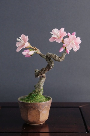 盆栽 桜 Cherry Tree Bonsai #42