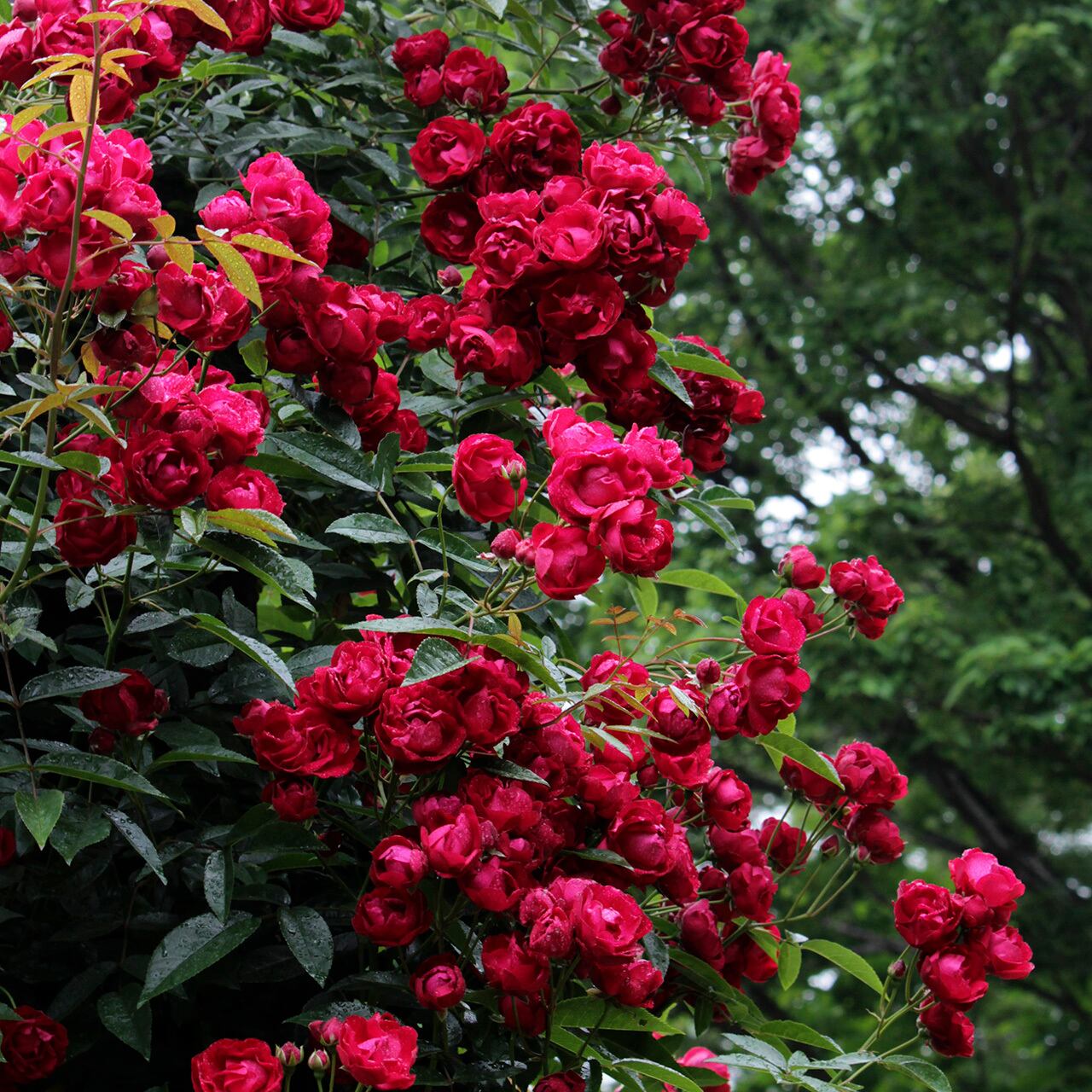 つるバラ | CoppiceGARDEN（コピスガーデン）