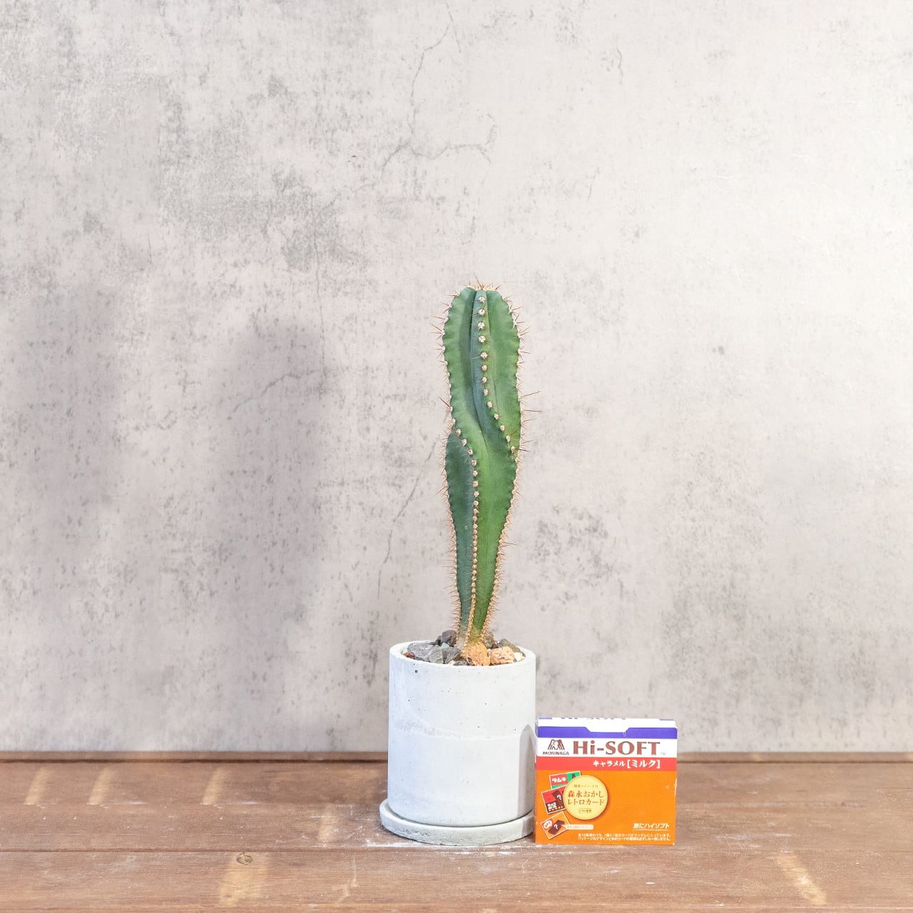 セレウス・スピラリス|スパイラルフォルムが魅力の一点物サボテン【虫発生抑制/手作りモルタル鉢】