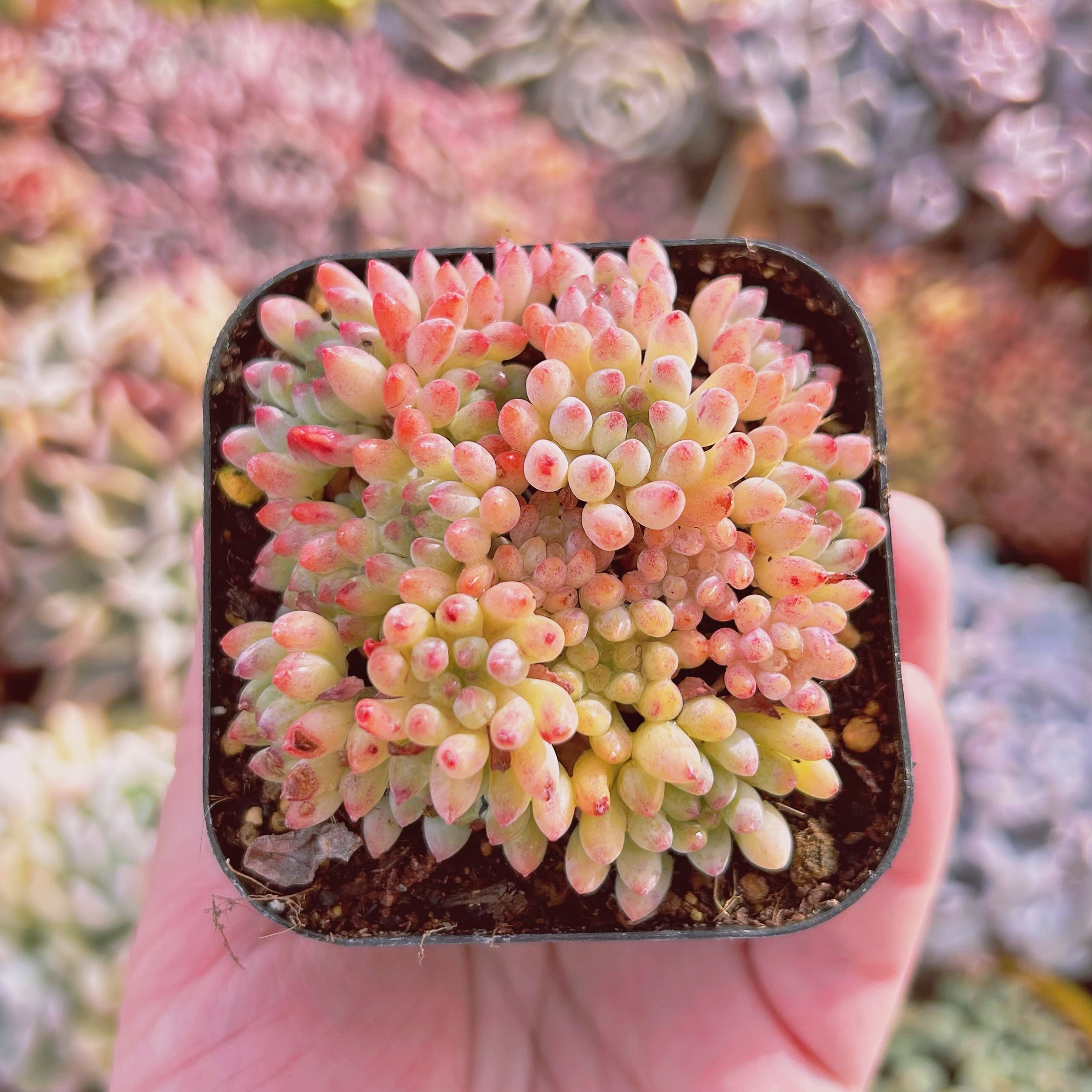 #793現物　多肉植物　花火