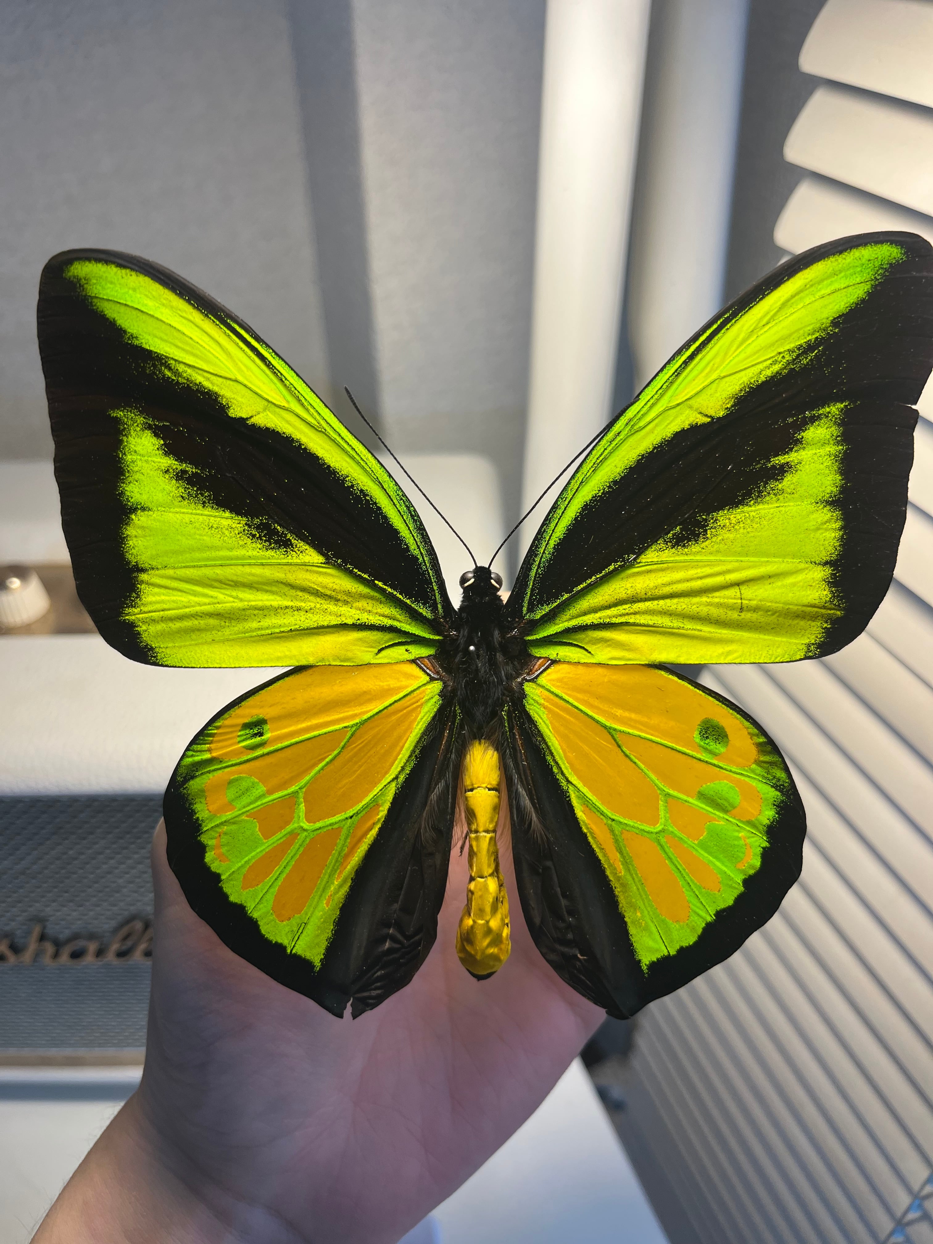 19.5センチ　samsonではかなり最大級？　蝶標本　ゴライアストリバネアゲハ 19.5センチ samsonではかなり最大級？ 蝶標本 ゴライアス