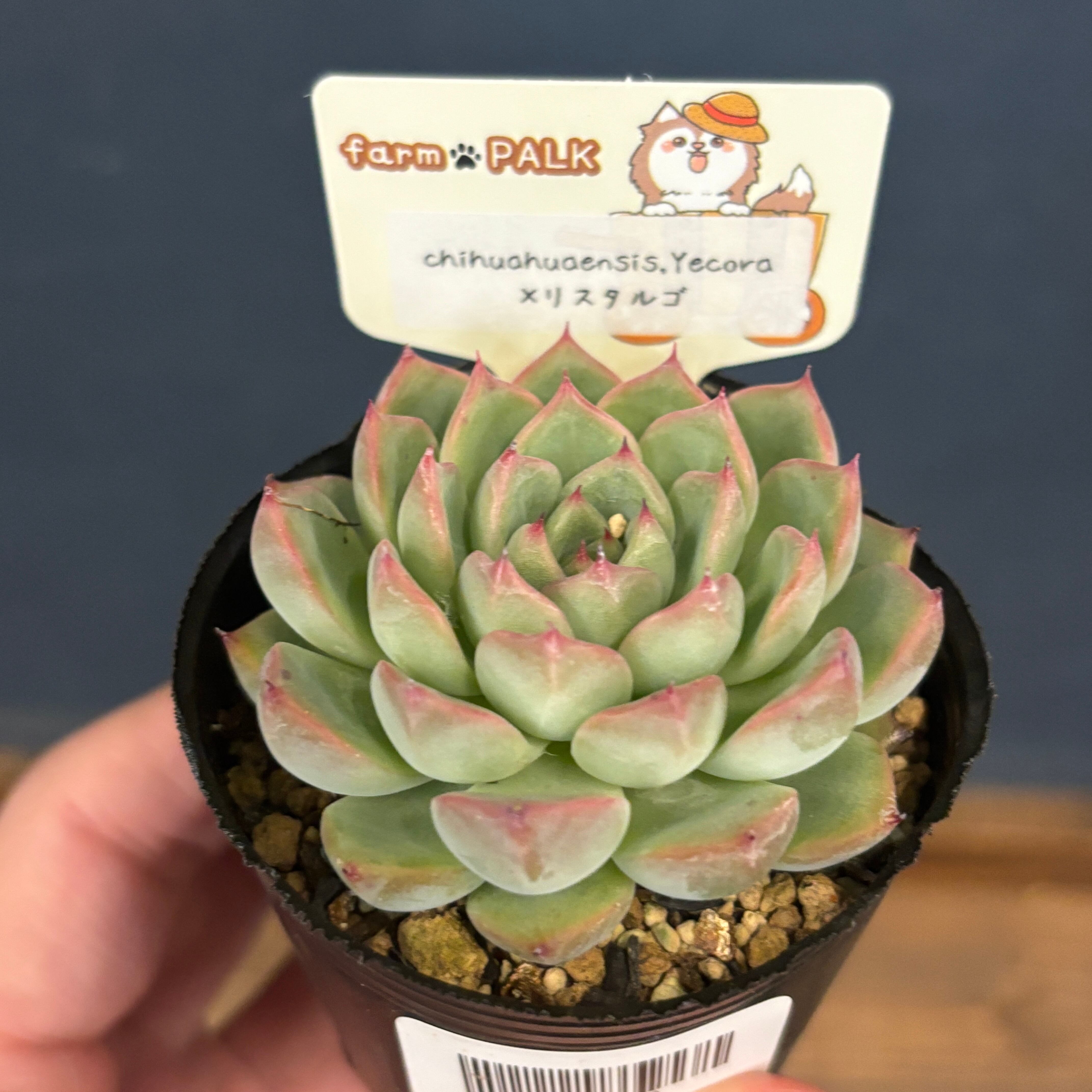 エケベリア | PROTOLEAF プロトリーフ