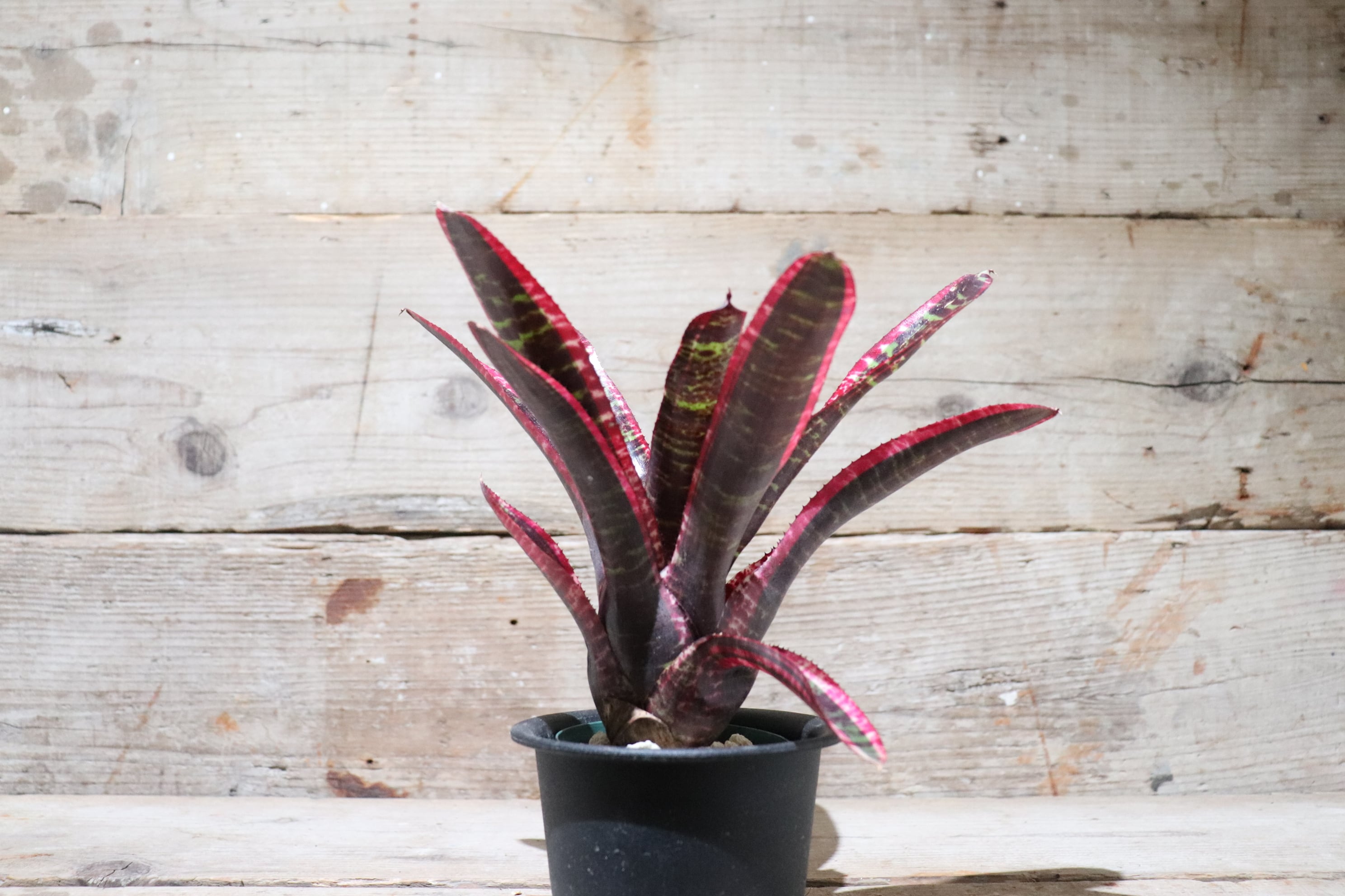 送料無料】Neoregelia 'Lucifer'〔ネオレゲリア〕現品発送N0027
