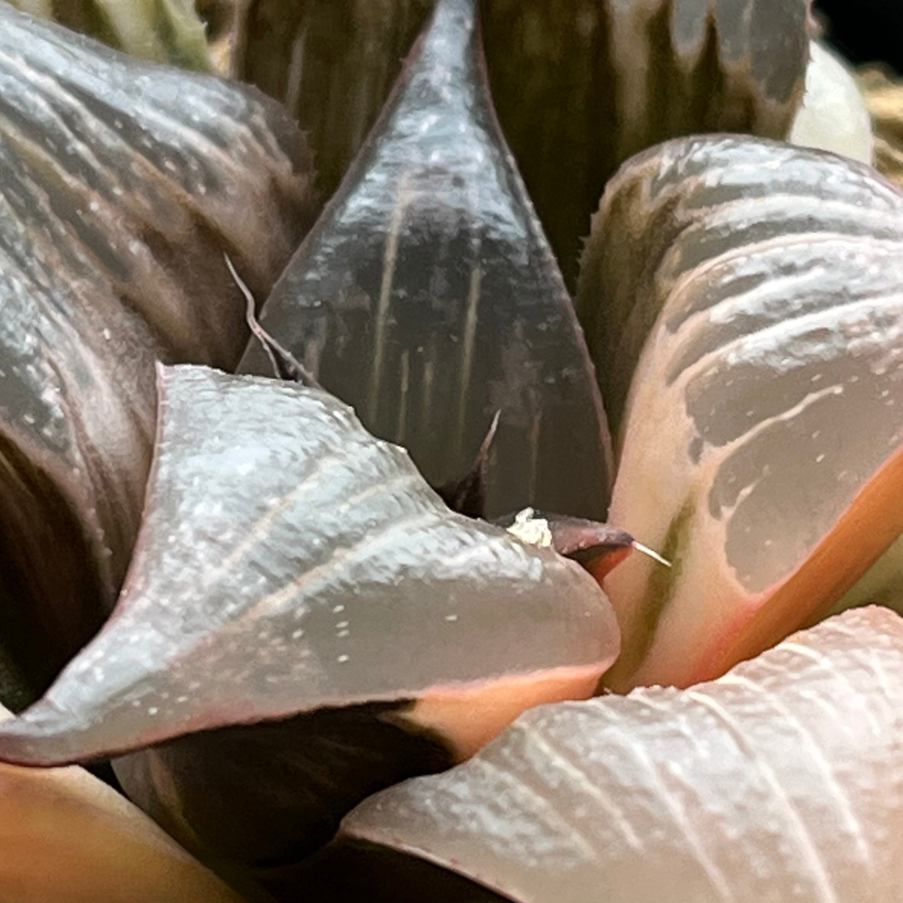 ハオルチア バディア ピンキー錦 | mocono_plants