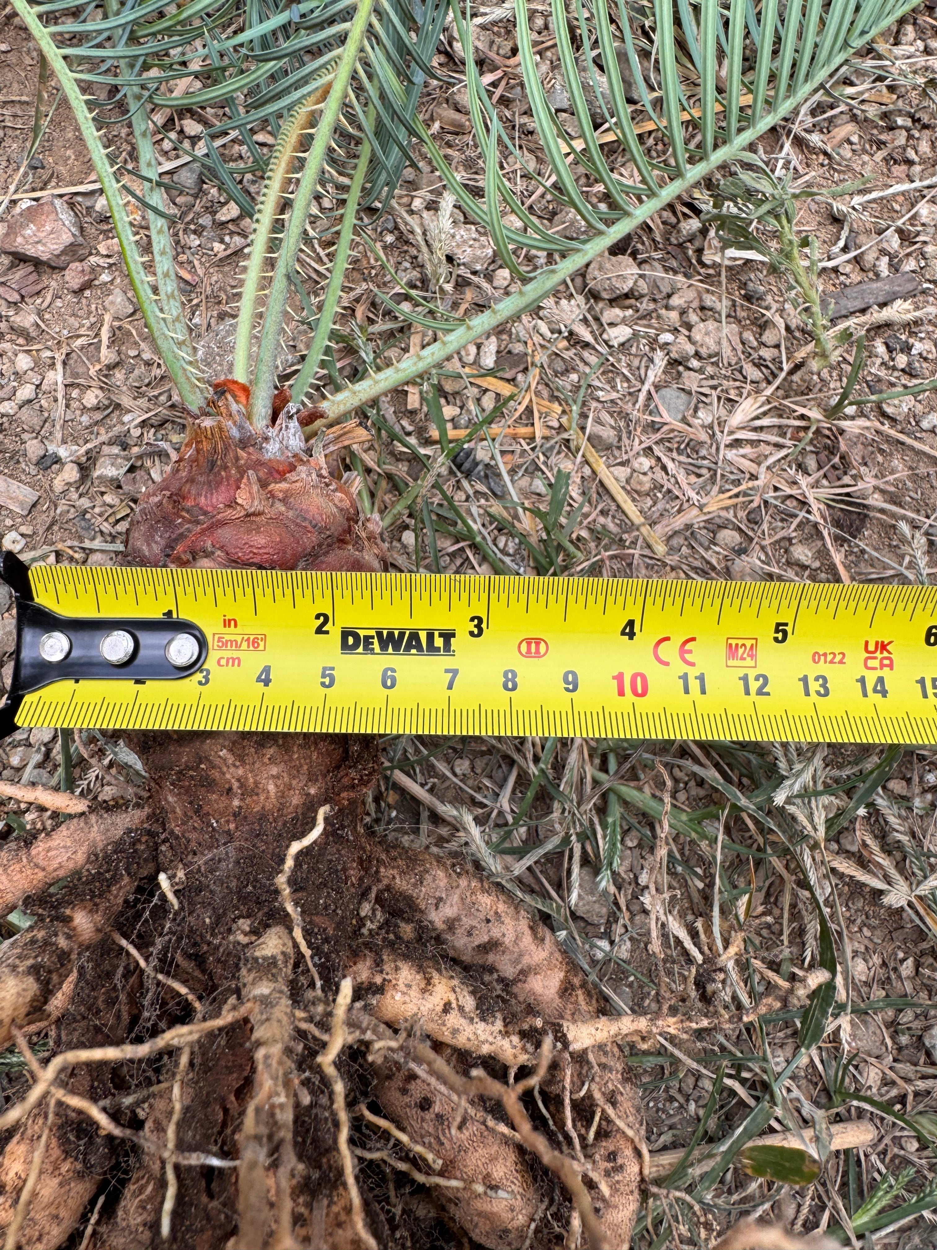 Cycas cairnsiana サイカスカイルンシアナ | +81aqua.plants