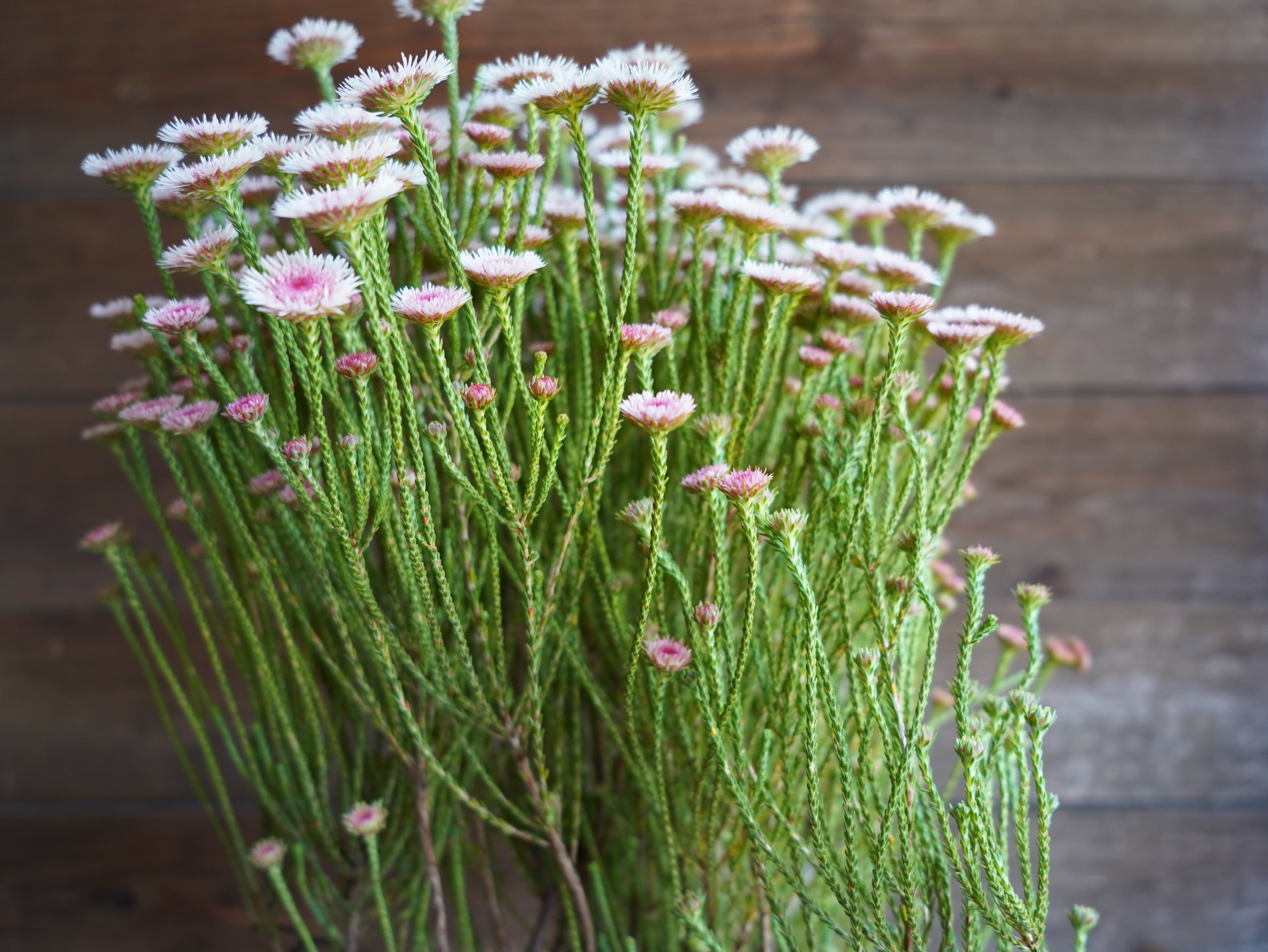 【現物】アクチノジウム　”シャトルデイジー”　B