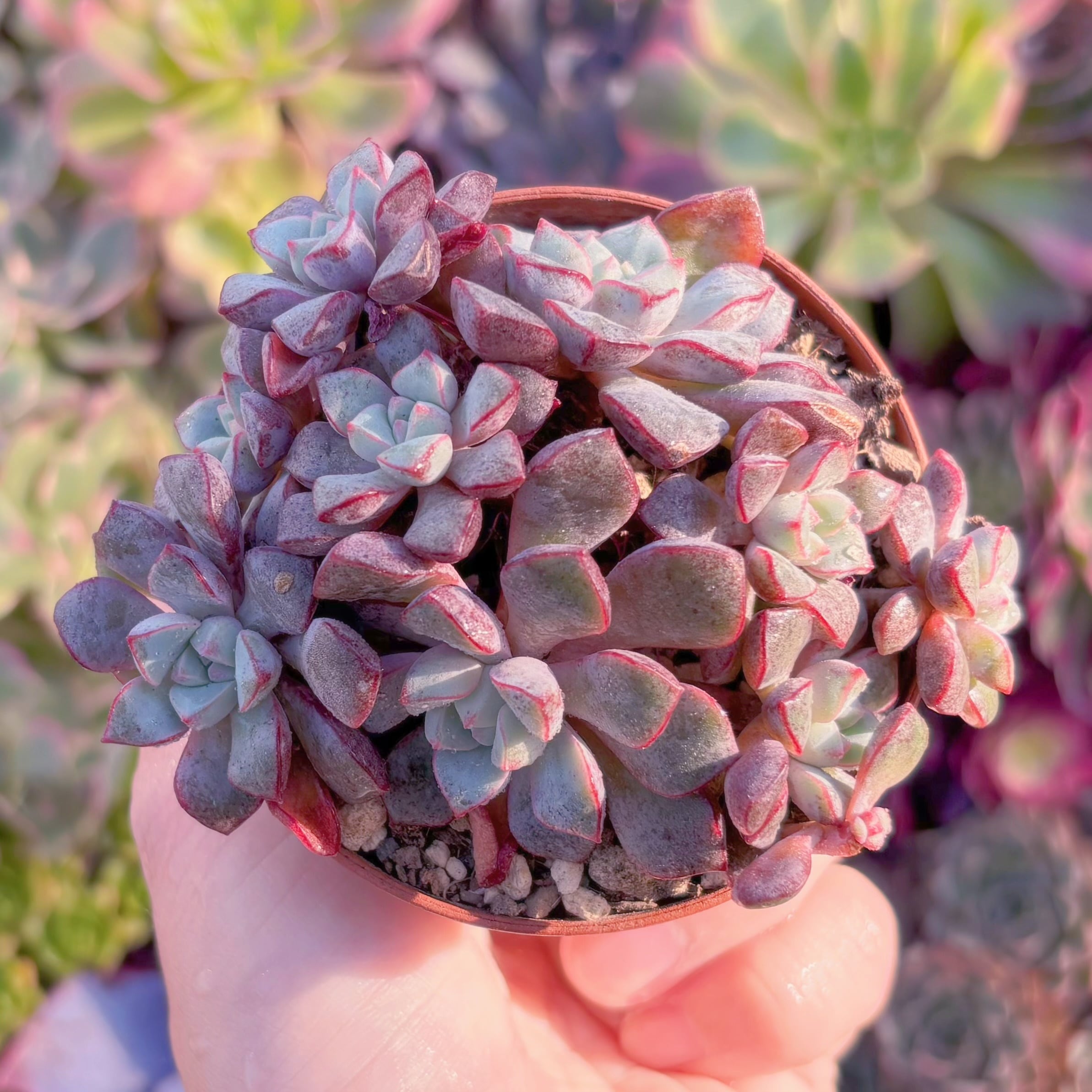 現品　サブコリンボサ　群生#A008　るる農園