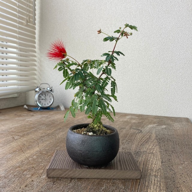 赤花のヒネム  黒鉢　<H5>