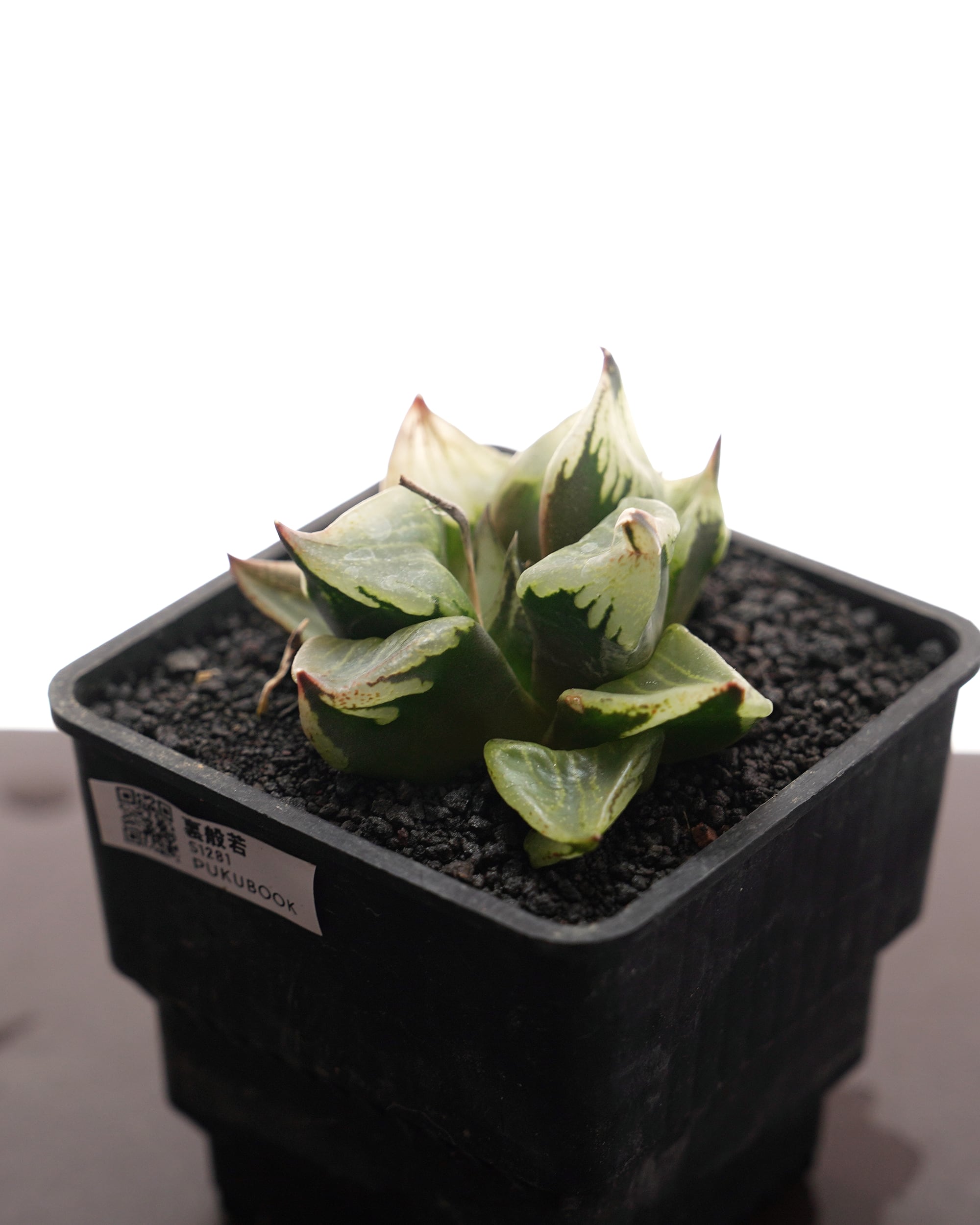 ハオルチア コレクタ錦×裏般若 裏窓無し 美斑 選抜株 Yahoo