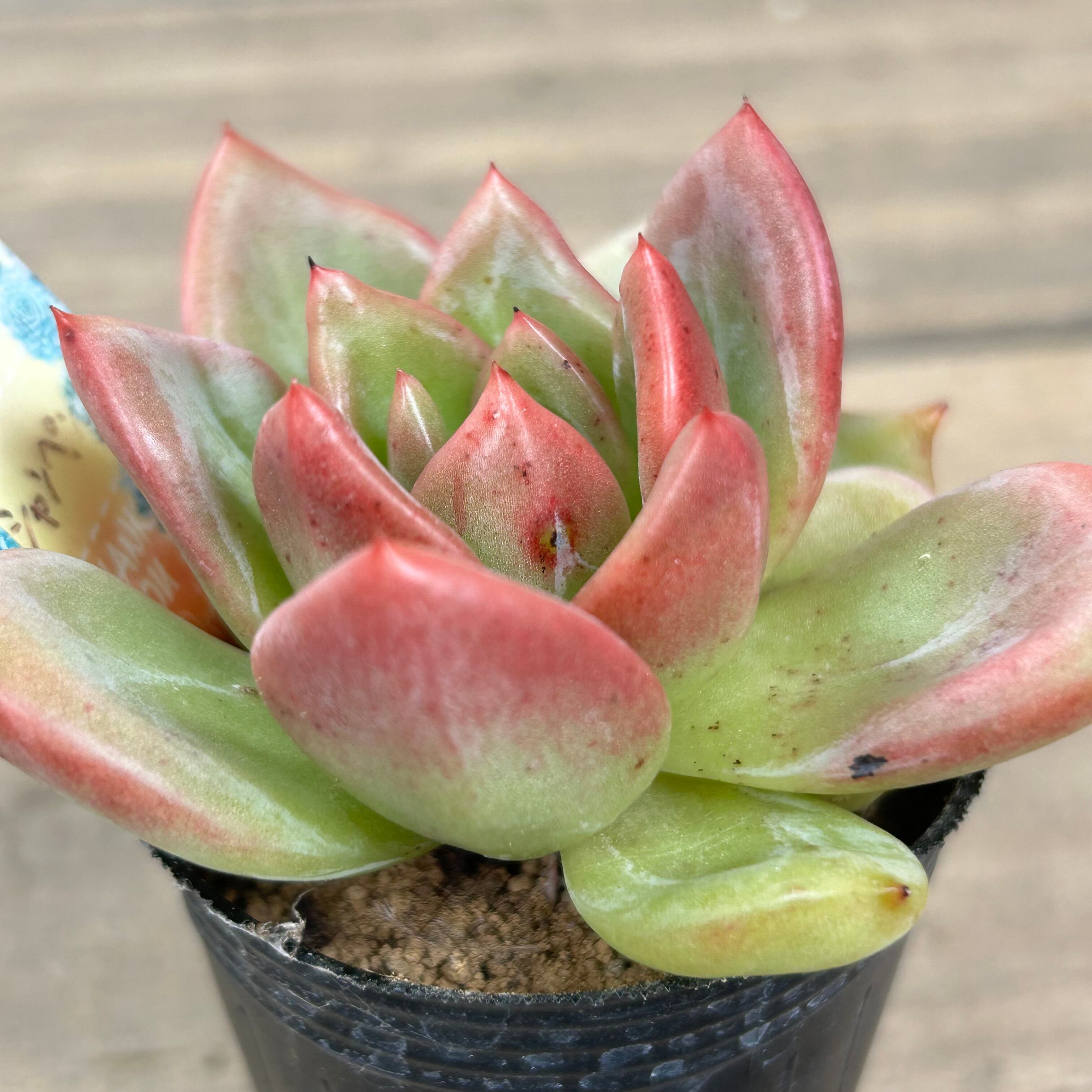 シャンペン(韓国苗) | RuPo 多肉植物専門店