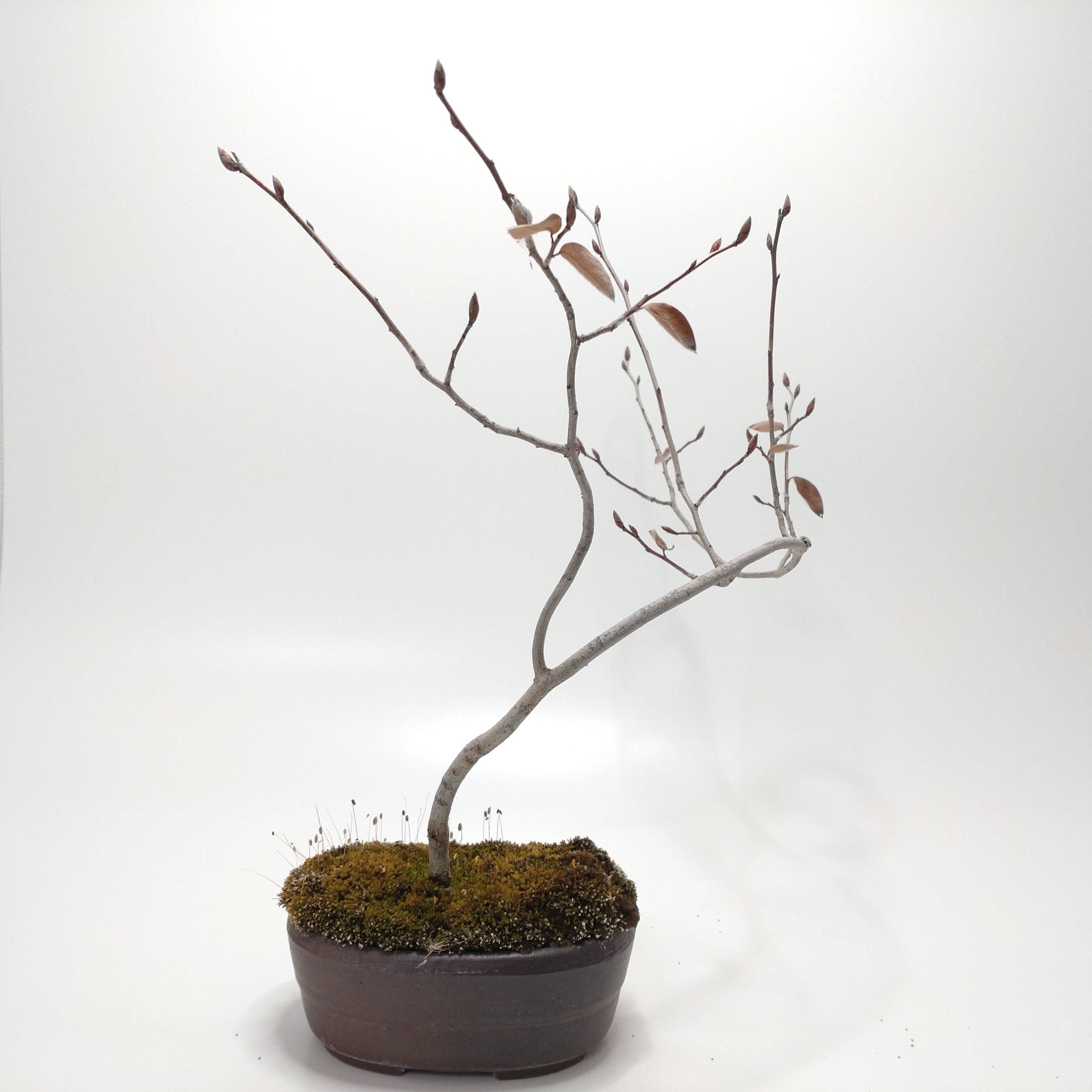 ヤマコウバシ盆栽 SS016 | 盆栽創【Bonsaisou】