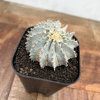 Geohintonia mexicana【ゲオヒントニア・メキシカーナ】