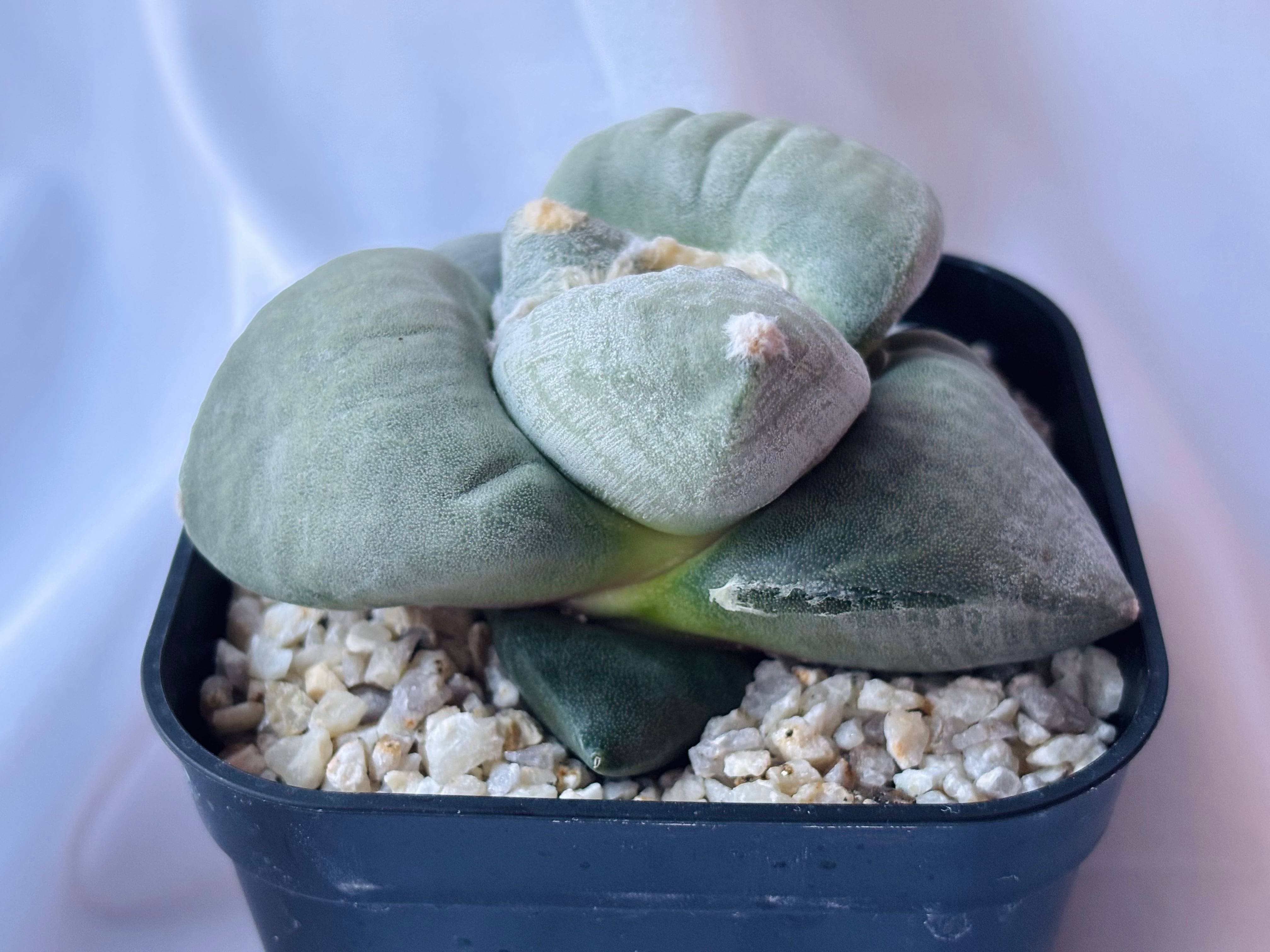 Ariocarpus 【実生】葵青磁牡丹 大蓮葵青磁牡丹 アリオカルプス