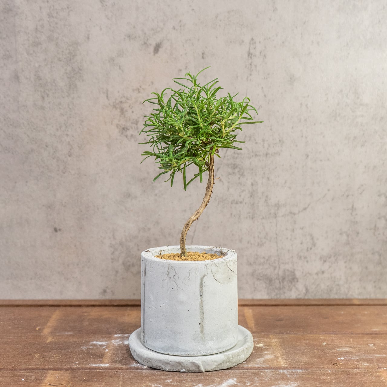 ローズマリー|可愛い丸形フォルムのミニ盆栽スタイル × 爽やかな香りのハーブ【虫発生抑制/手作りモルタル鉢】
