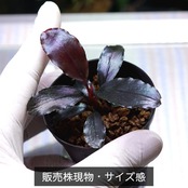 【一点物】Bucephalandra sp.”Theia blue”　No-005