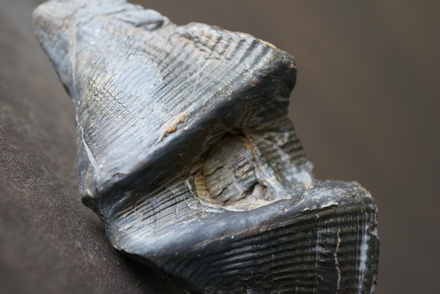 ベルギー産腕足類化石 Cyrtospirifer verneuili 922