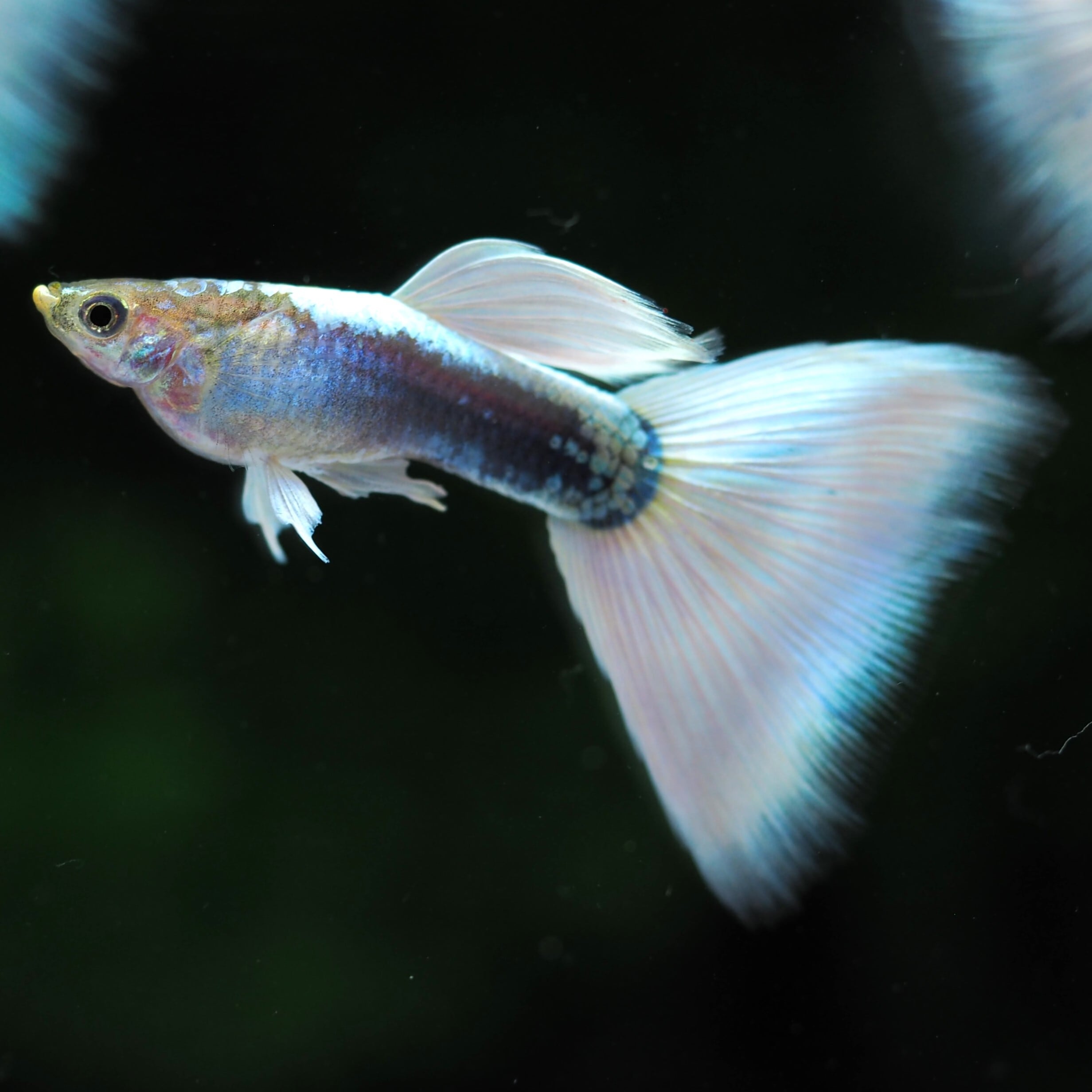 ALL | 伊豆グッピーファーム