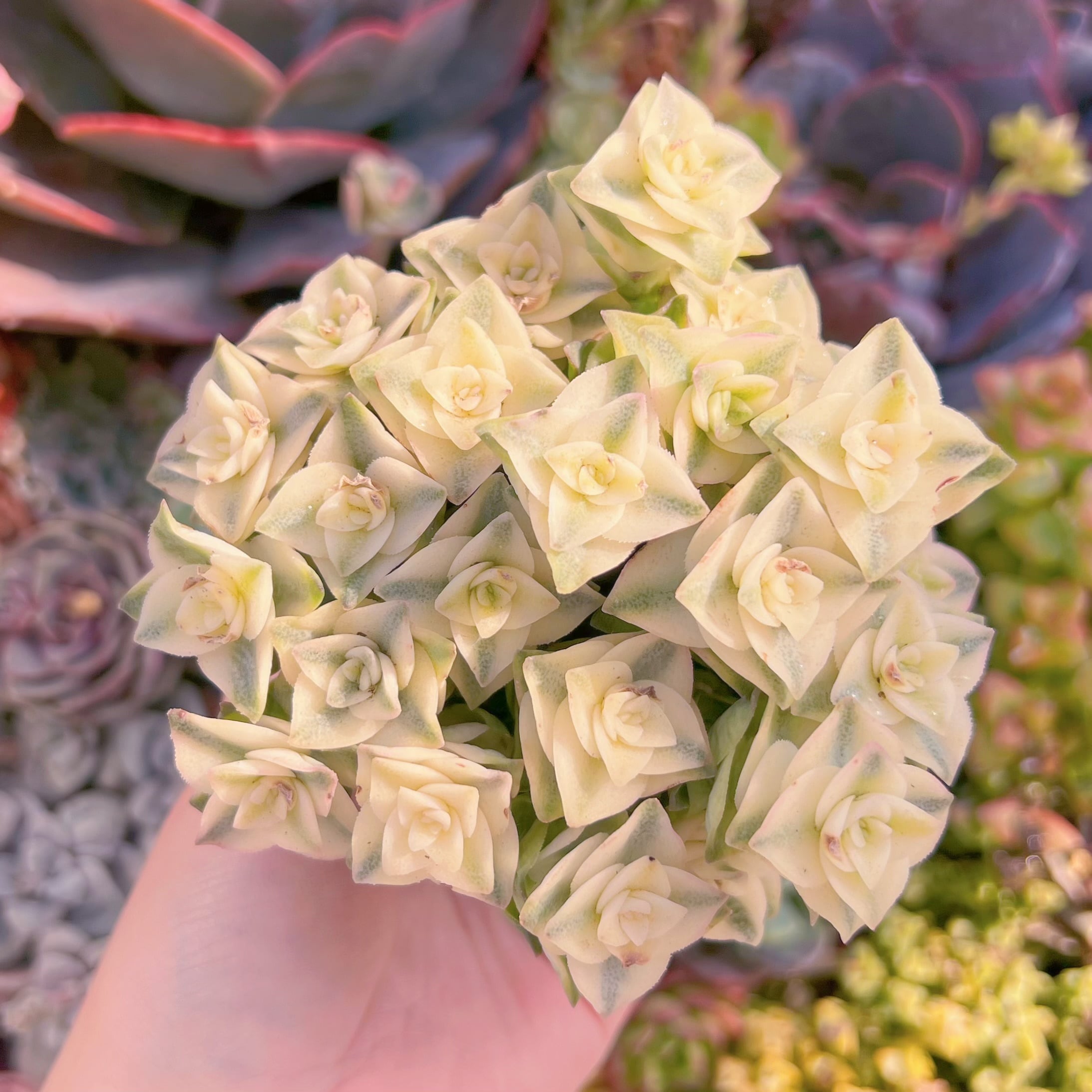 現品　十字星錦#686　るる農園