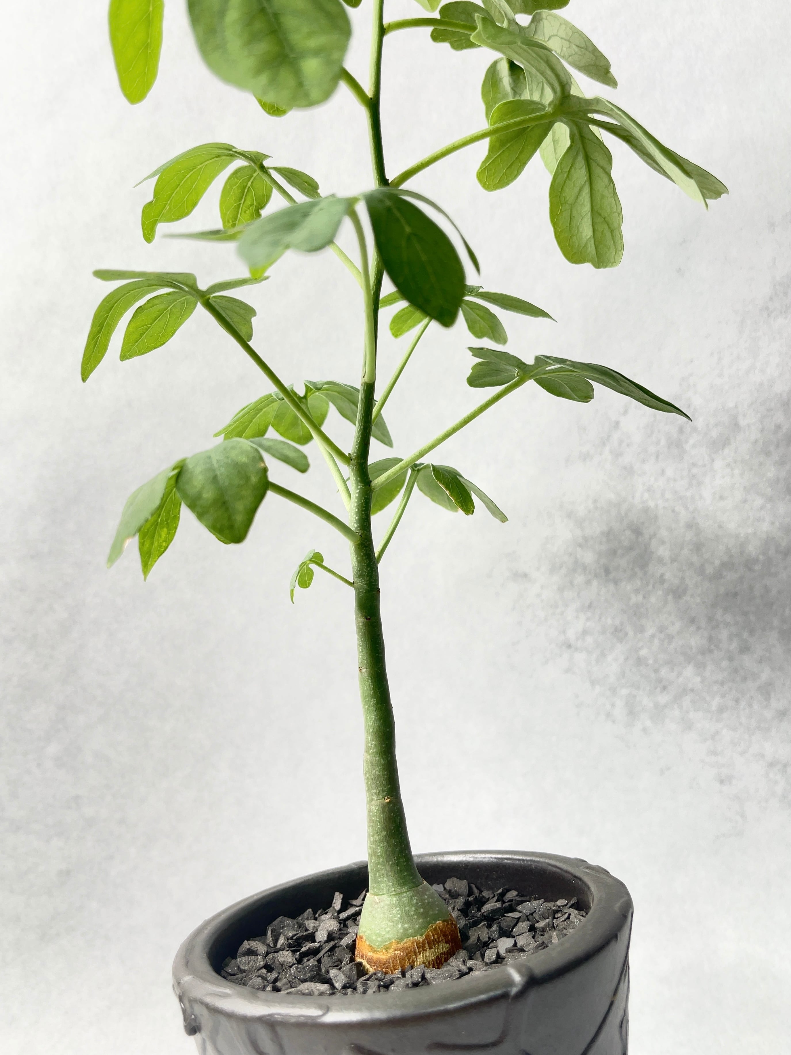 アデニア・グラウカ