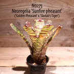 【送料無料】Neoregelia 'Sunfire pheasant'〔ネオレゲリア〕現品発送N0275