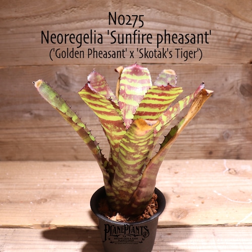 【送料無料】Neoregelia 'Sunfire pheasant'〔ネオレゲリア〕現品発送N0275