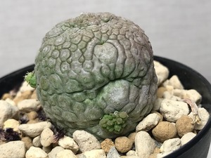 プセウドリトス ミギウルティヌス