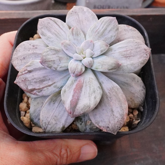 BLACKFRIDAY15%OFF！【シルバーブーム錦】斑入り　激レア　おすすめ　韓国多肉　