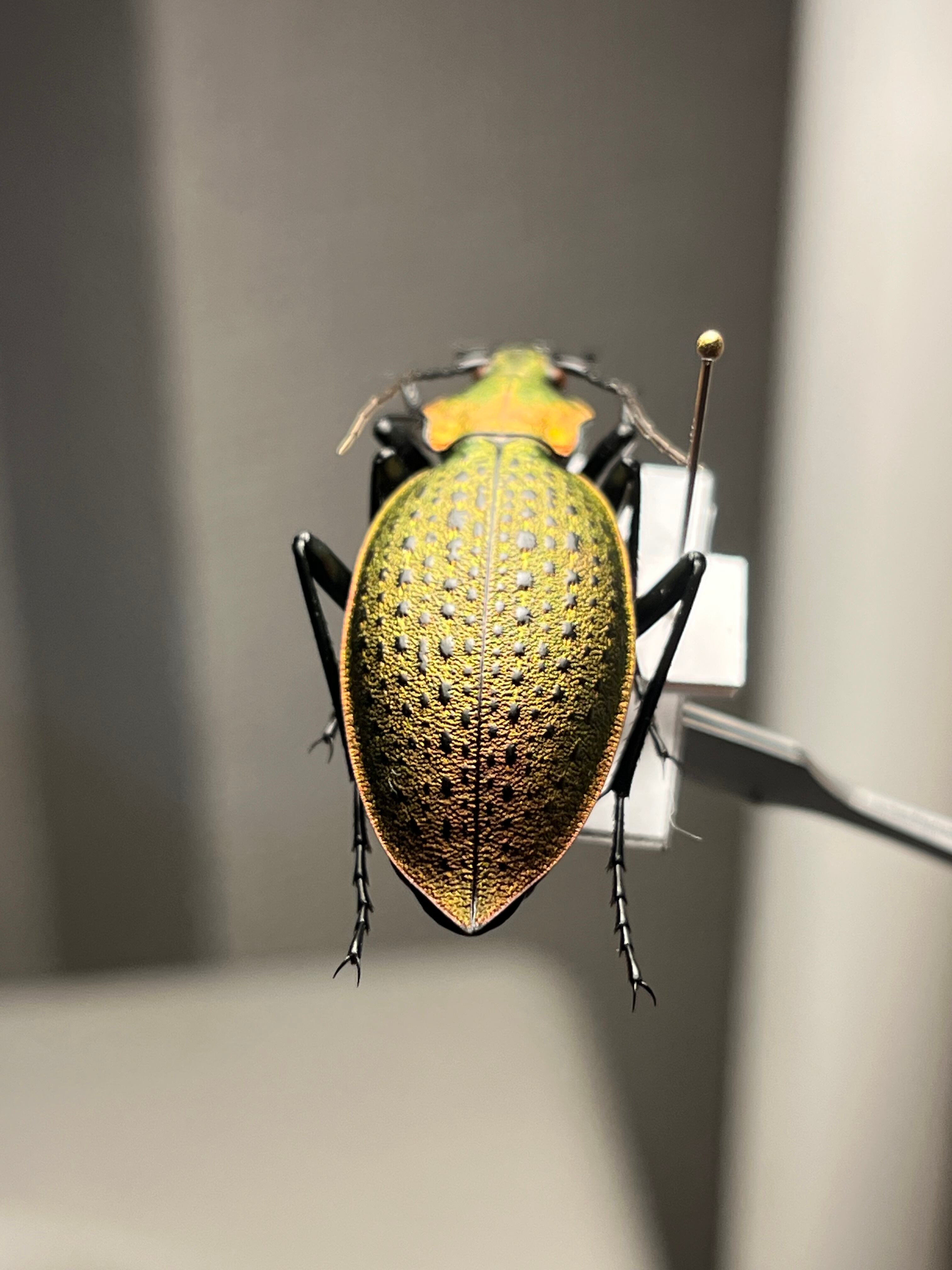 【極美個体】チョウセンカブリモドキ オサムシ標本 オサムシ マイマイカブリ 極美個体】チョウセンカブリモドキ オサムシ標本 オサムシ