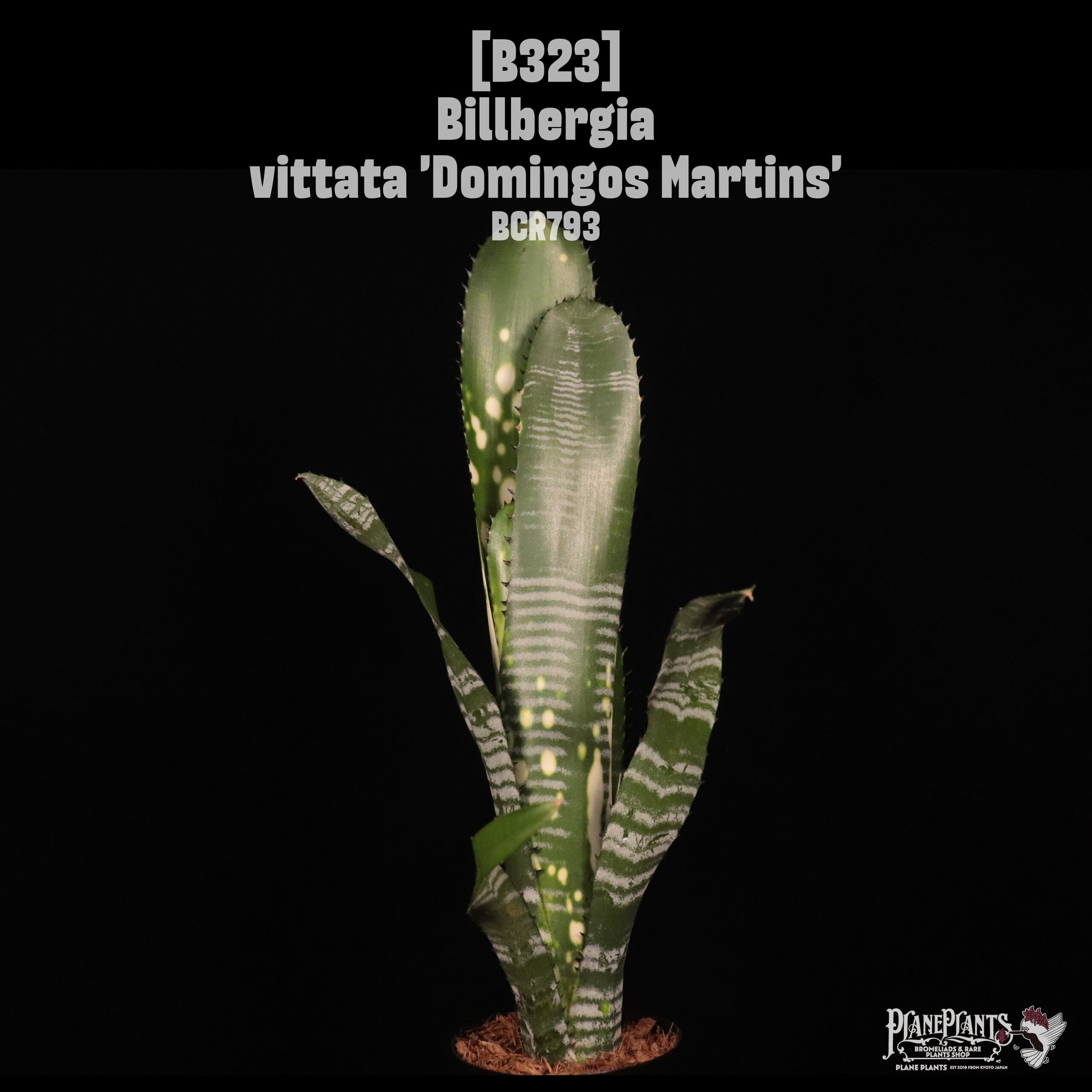 Billbergia | plane plants