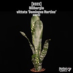 【送料無料】Billbergia vittata 'Domingos Martins'〔ビルベルギア〕現品発送B323