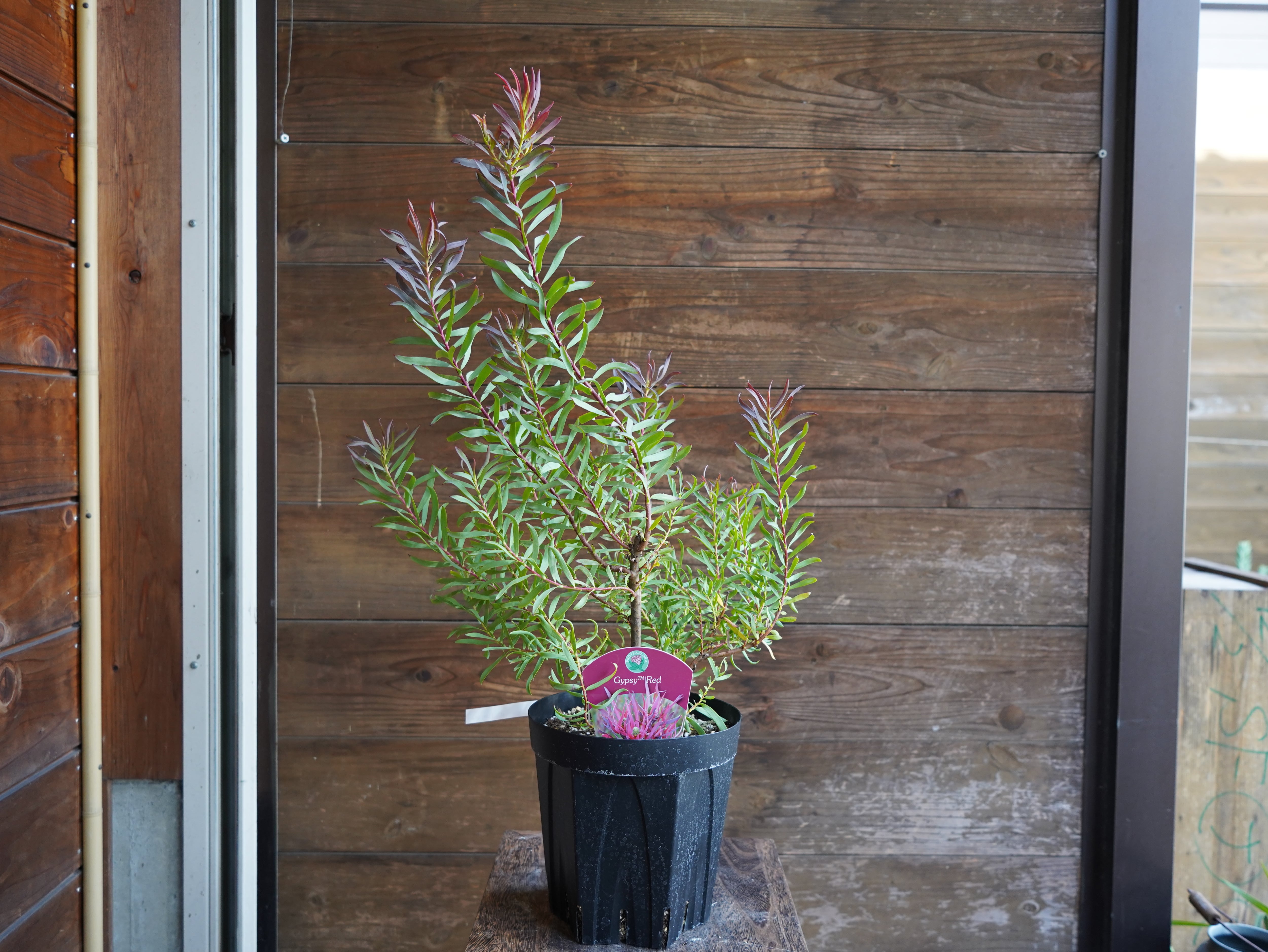 【現物】リューカデンドロン　”Gypsy Red”　６号