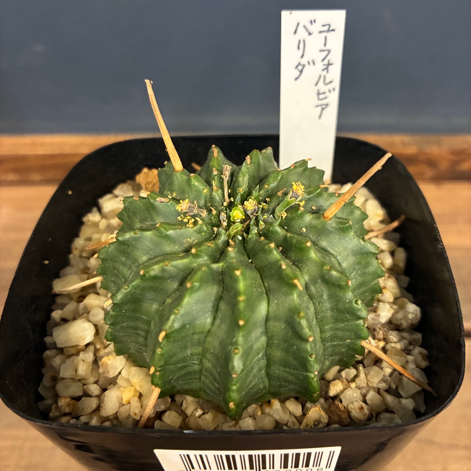 速達発送☆ユーフォルビア 13稜バリダ(国内実生苗です) 新着3日限定10%OFF】ユーフォルビア バリダ 多稜【380】 | PROTOLEAF