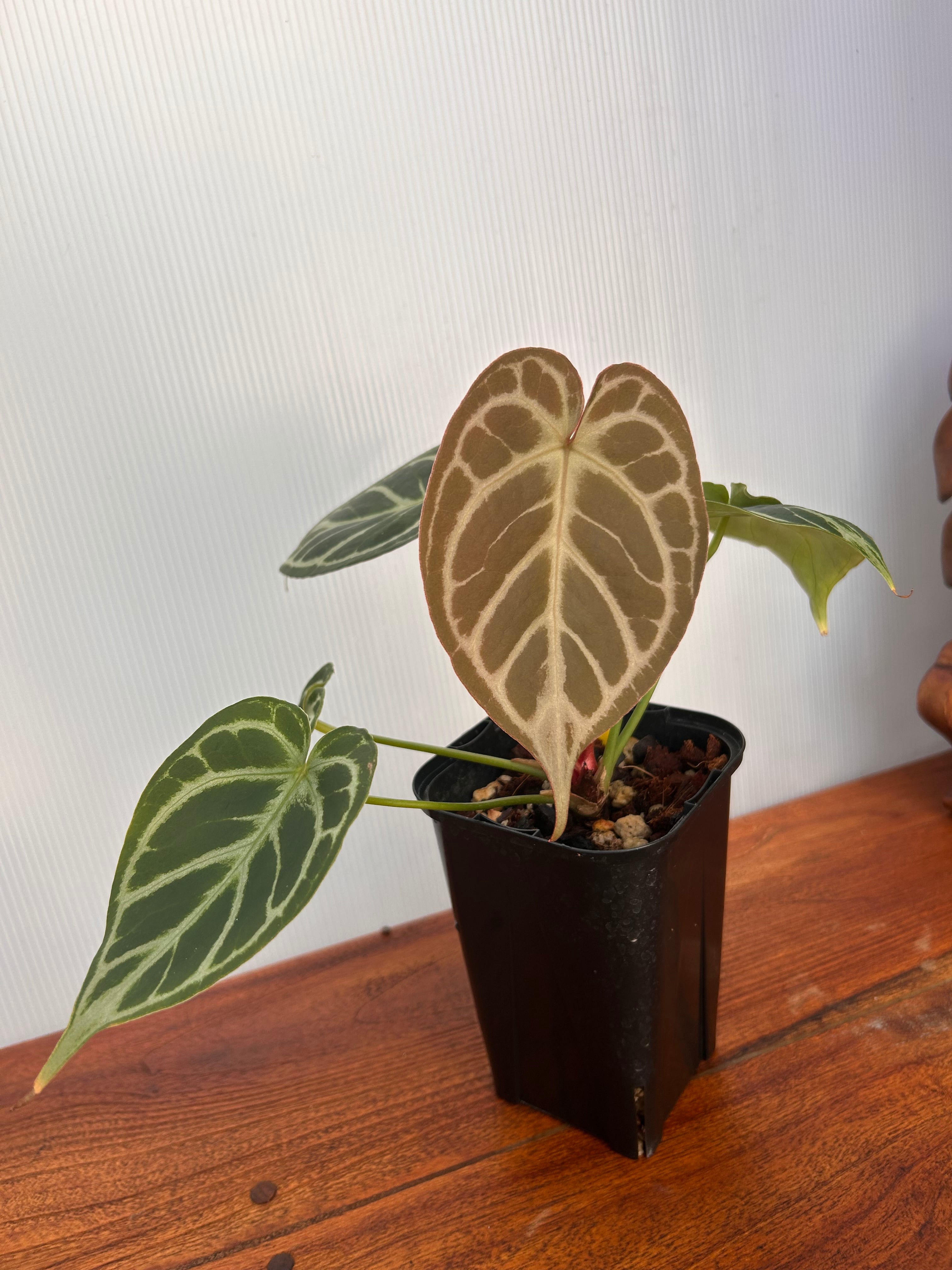 Anthurium | BA PLants