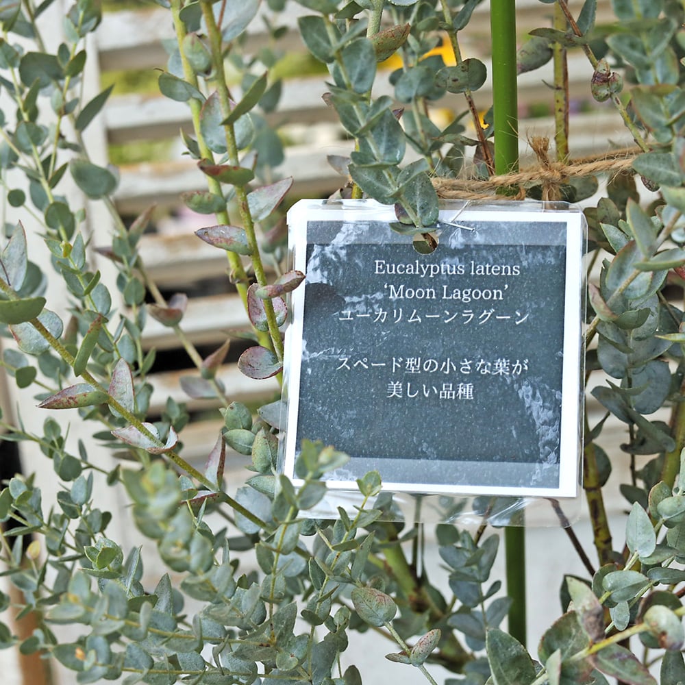 常緑苗木 ユーカリ ムーンラグーン 5号 H50cm 庭木 コンパクト 鉢植え