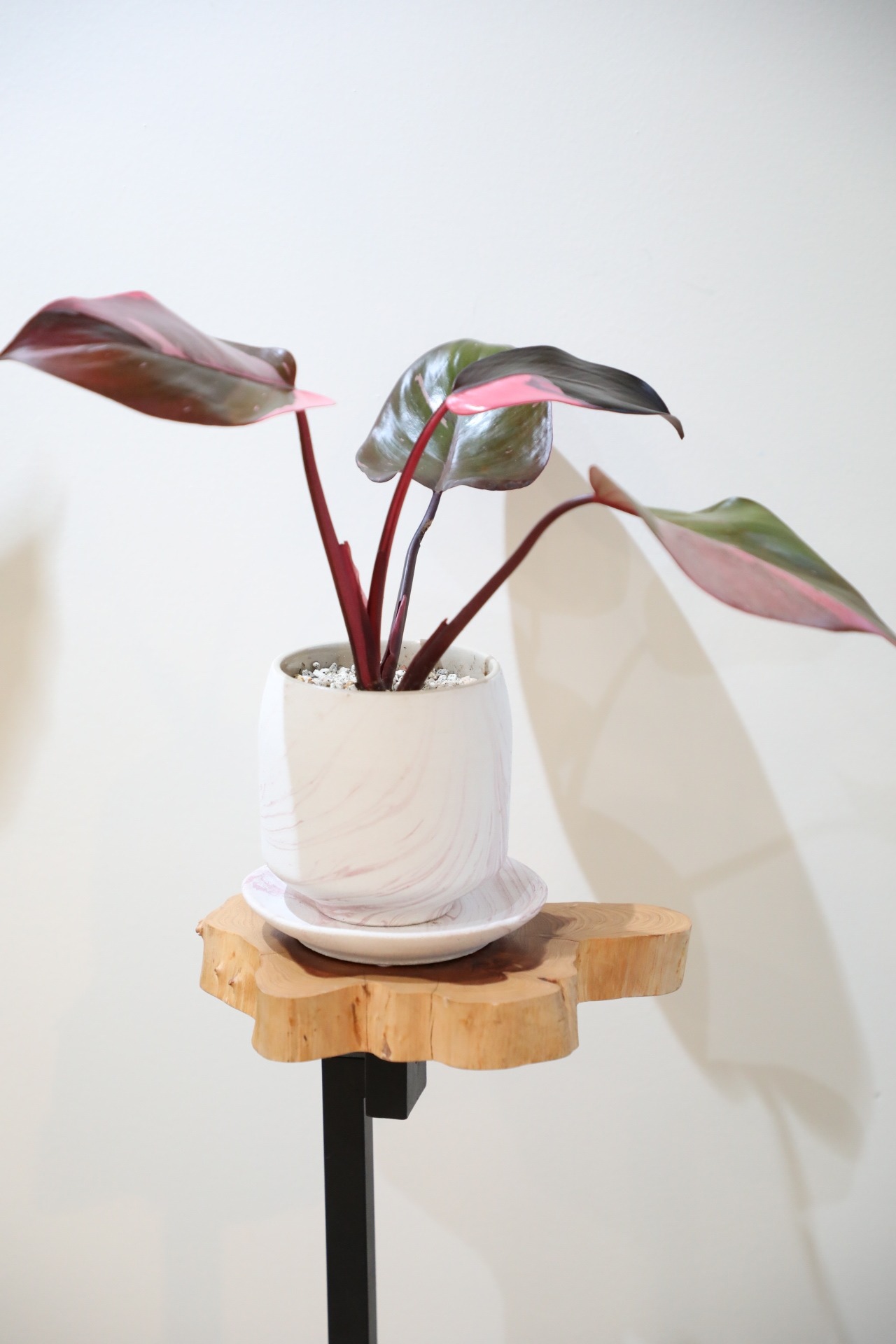 【M】フィロデンドロン ピンクプリンセス/Philodendron Pink Princess ※陶器鉢付き