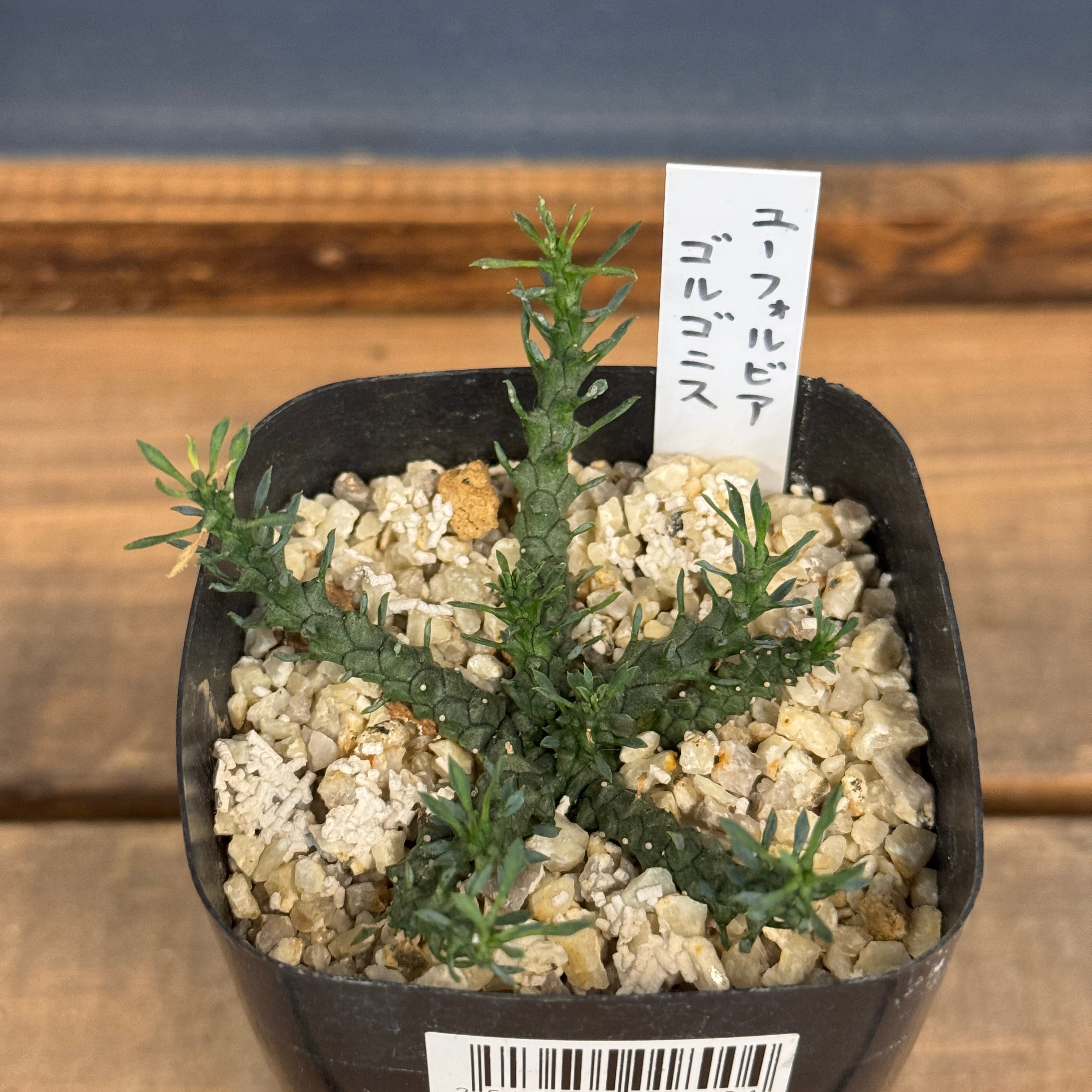 ユーフォルビア、その他多肉 | PROTOLEAF プロトリーフ