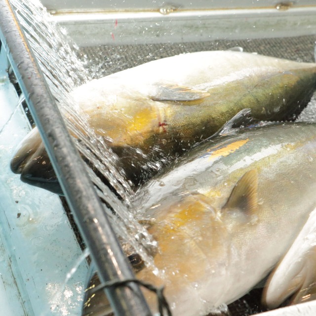 丸ごと極上カンパチ(5キロ保証) 　1本売り