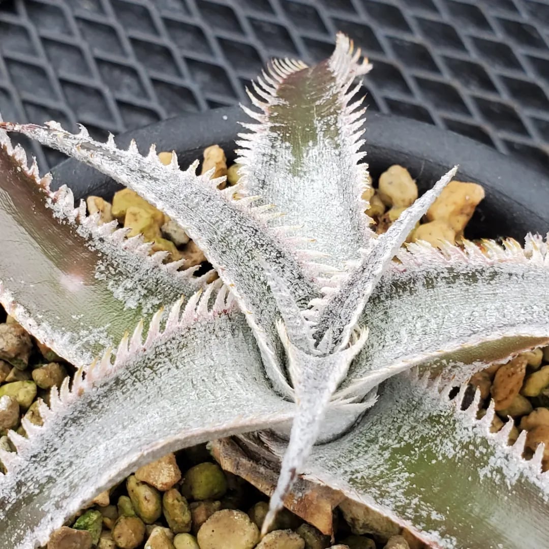 F00551_Dyckia 'Wasabi' (BCR:13644)：ディッキア・ワサビ（子株