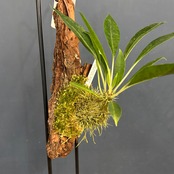 Myrmecodia tuberosa "apoensis" Nueva Vizcaya, Luzon【953】