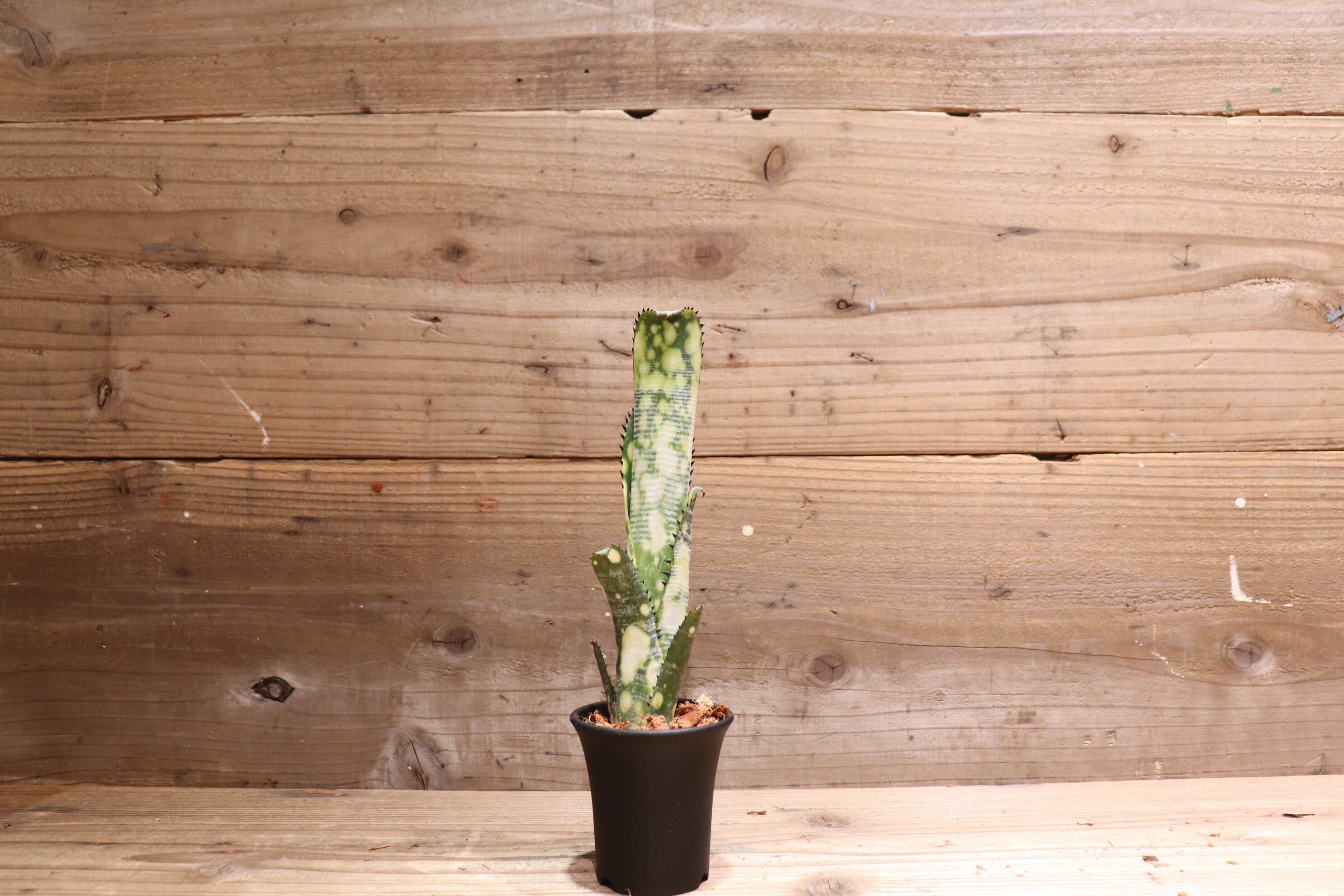 送料無料】 Billbergia 'Domingos Martins' (Original) from Thailand