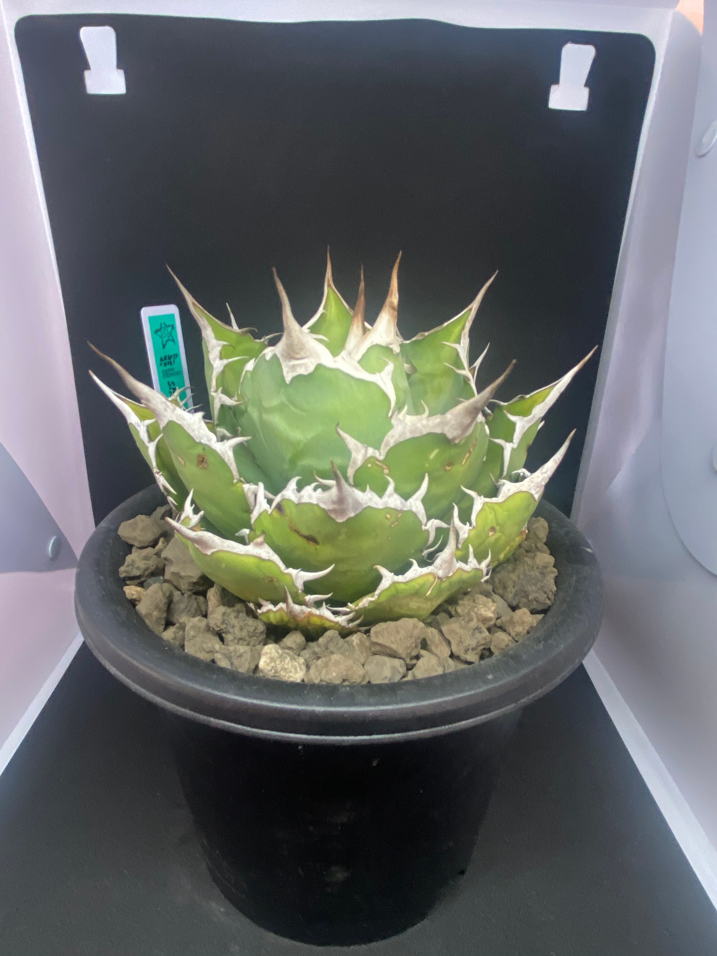 アガベ ティンカーベル ピクシー 錦 子株沢山付き m39922985369_1.jpg?1730899305