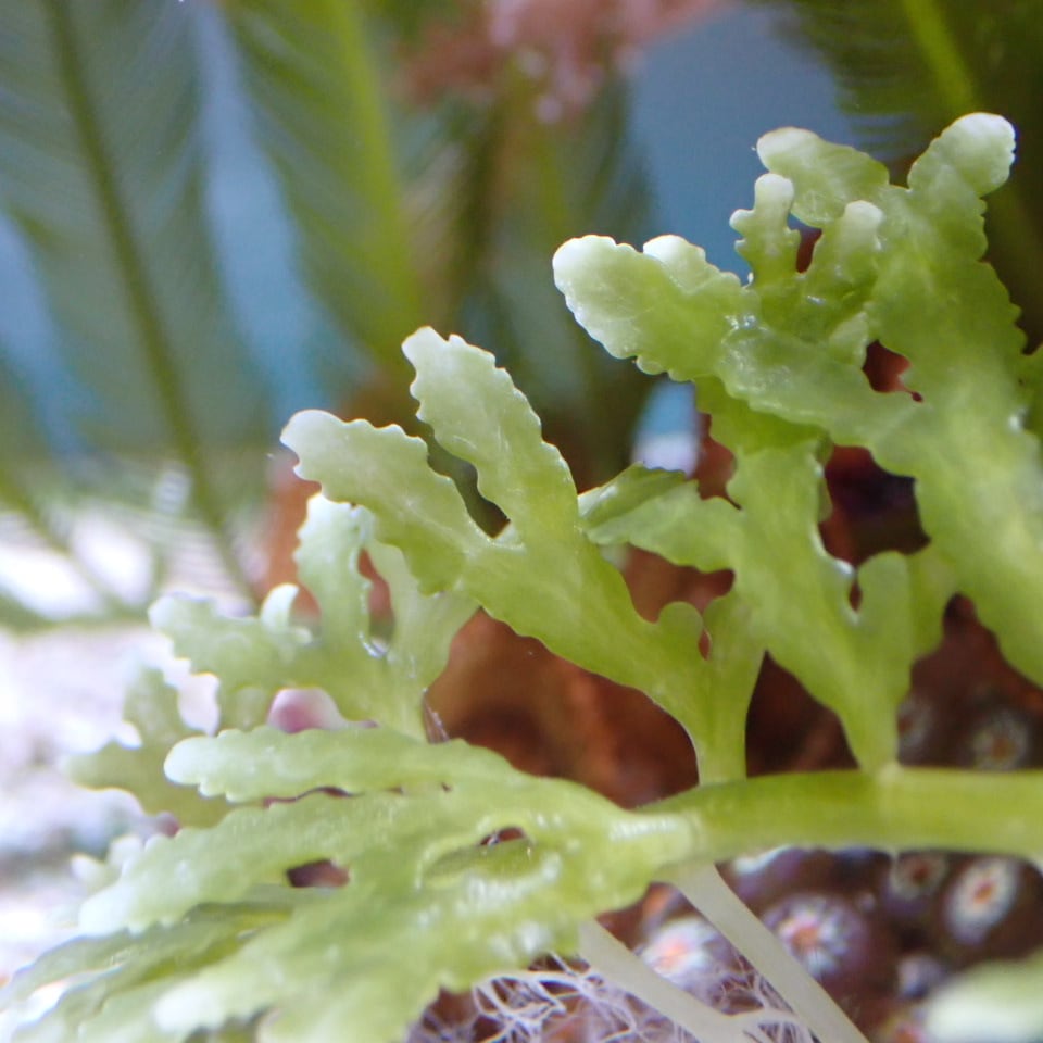 天然ライブロック Sグレード 1kg | HOUSE REEF(ハウスリーフ)サンゴ