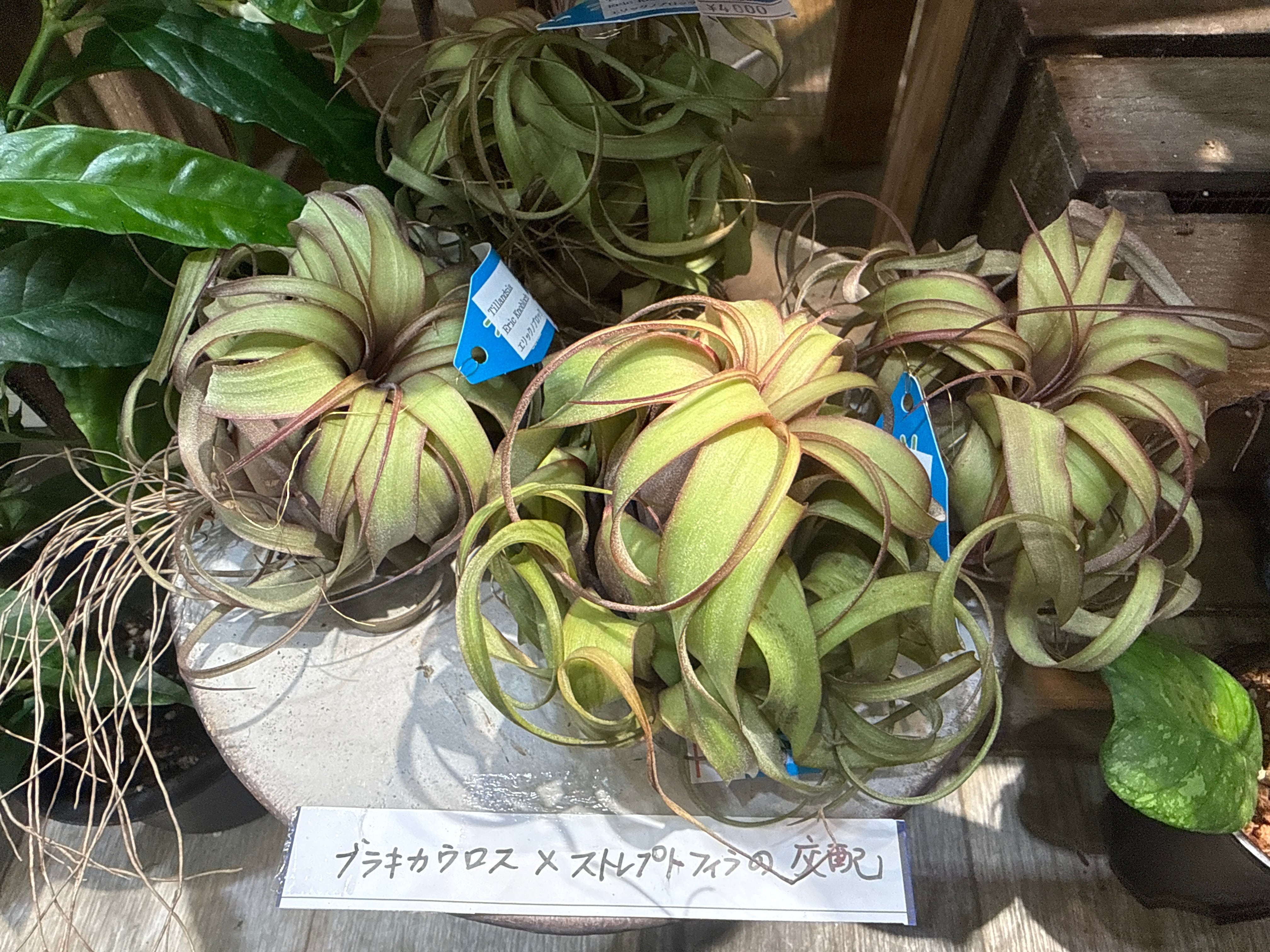 エアプランツ・タンク系 | Gardenえん 【観葉熱帯植物】