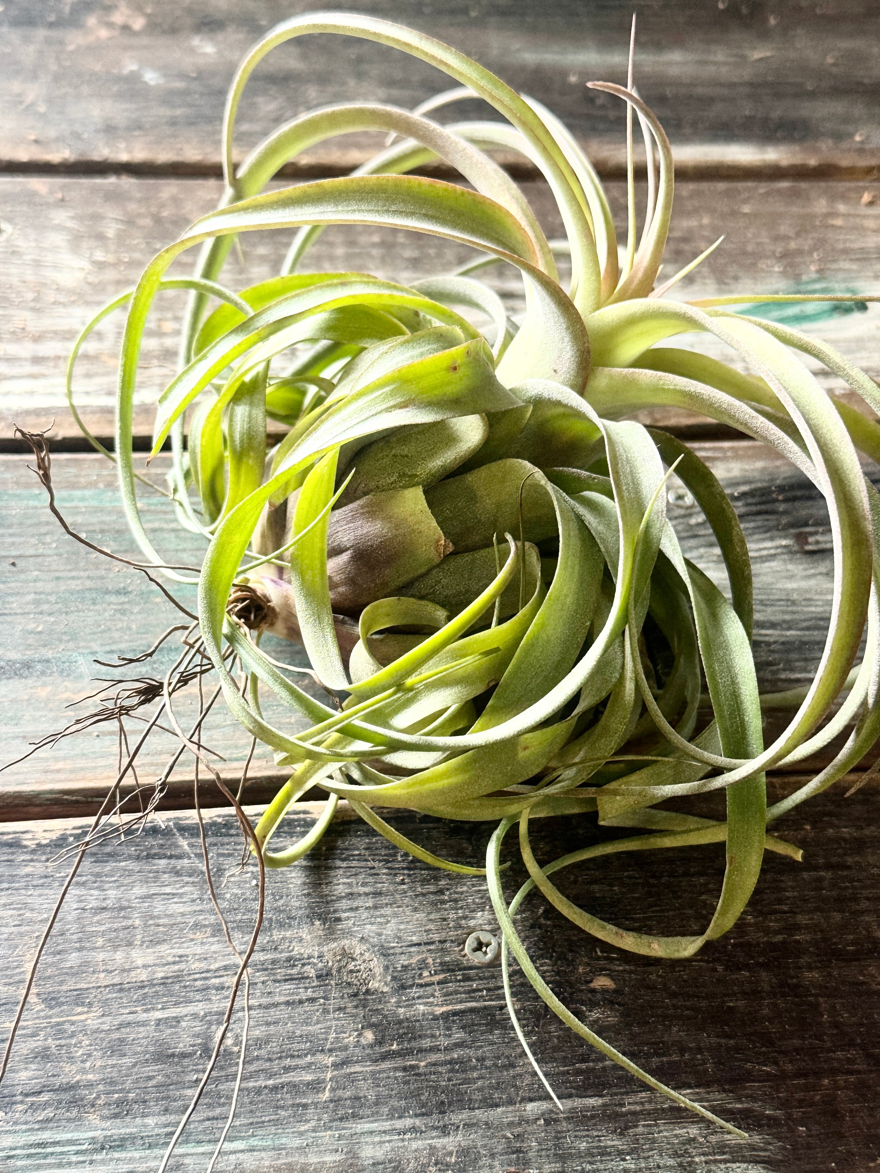 レア) チランジア Bird Rock Tango 子株 レア) チランジア Bird Rock Tango 子株 レア) チランジア Bird Rock