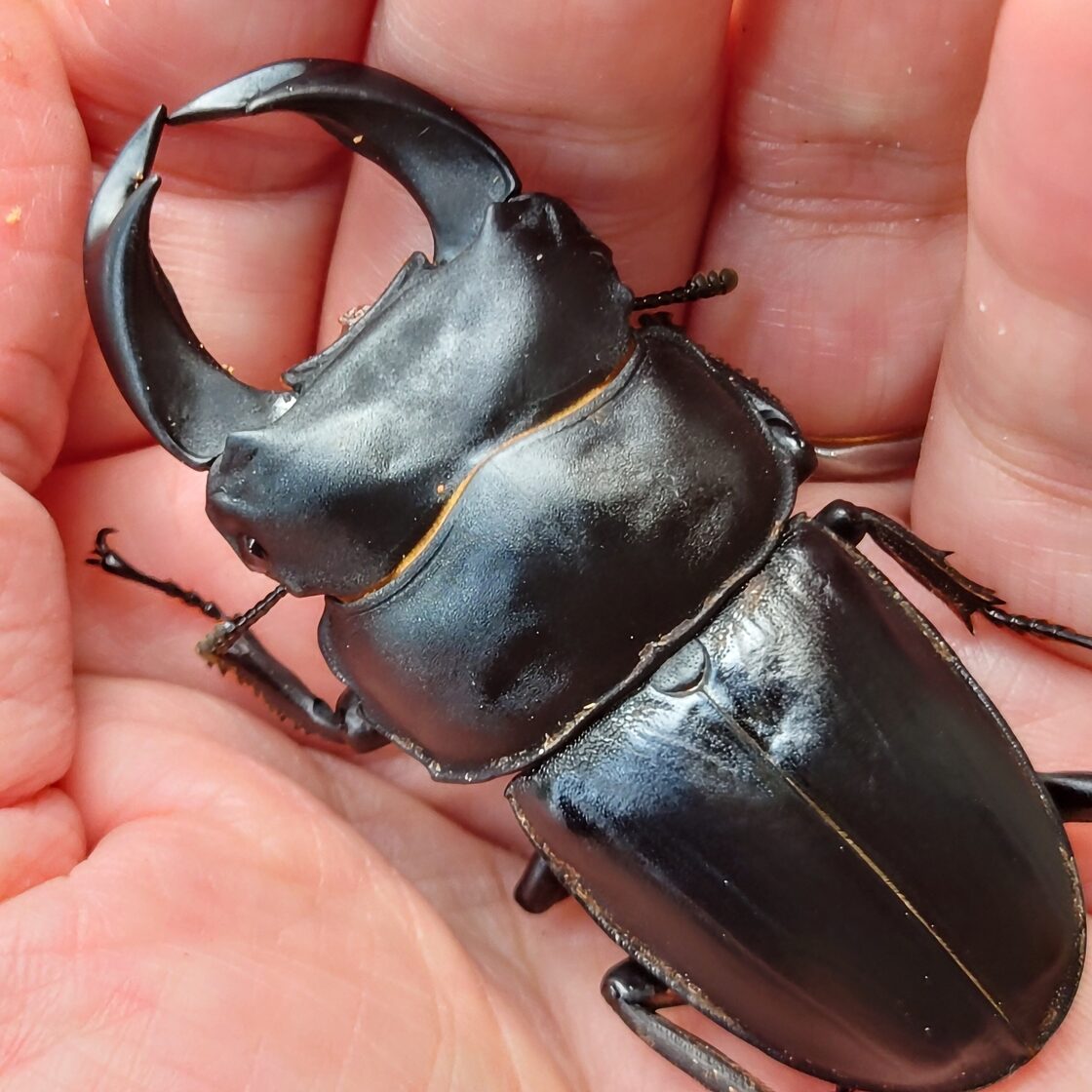 即ブリ》海南島 ホペイ 短歯湾曲 71.5mm 2♀ ペアセット 